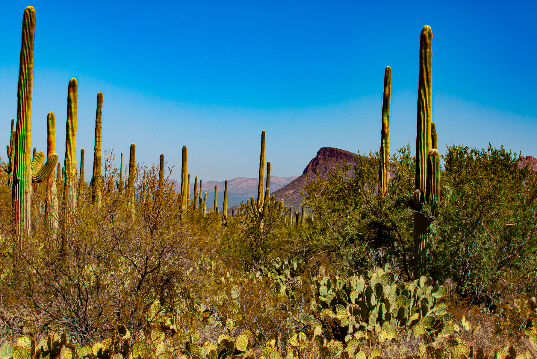 Saguaro National Park