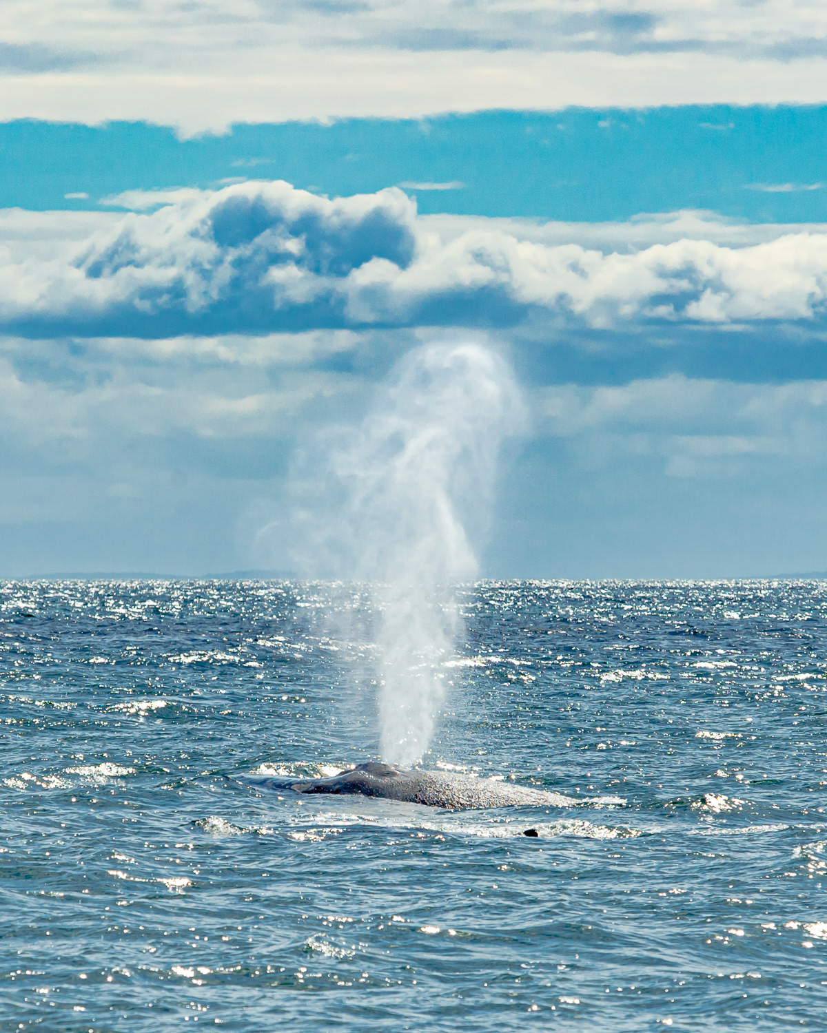 Humpback Whale, Victoria