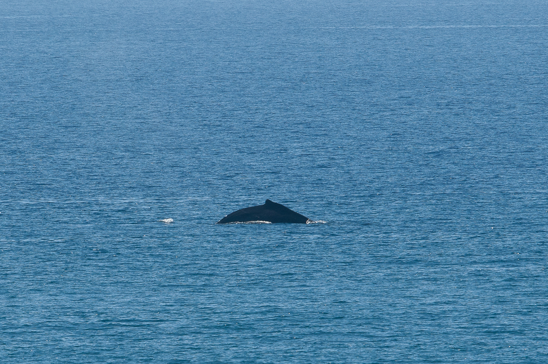 Humpback Whale, Big Island