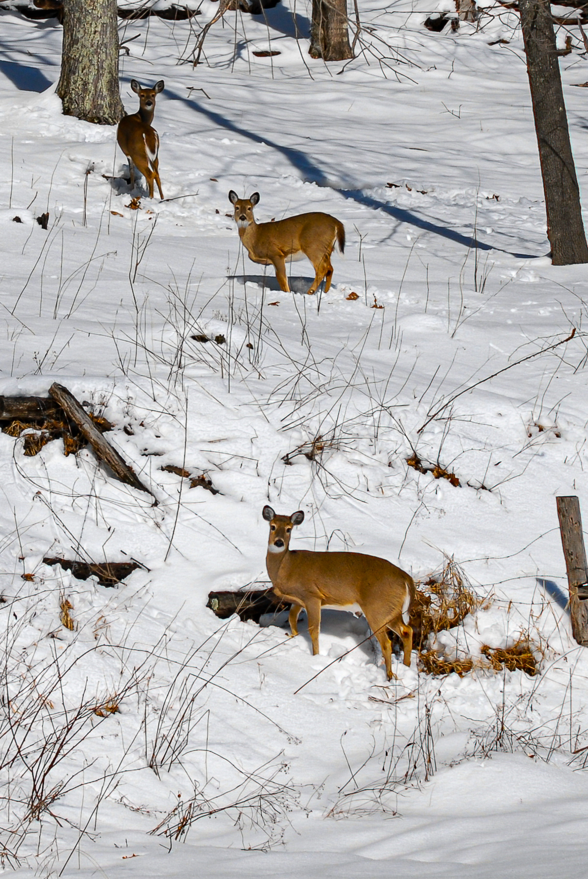 White-tailed Deer, Eastern West Virginia