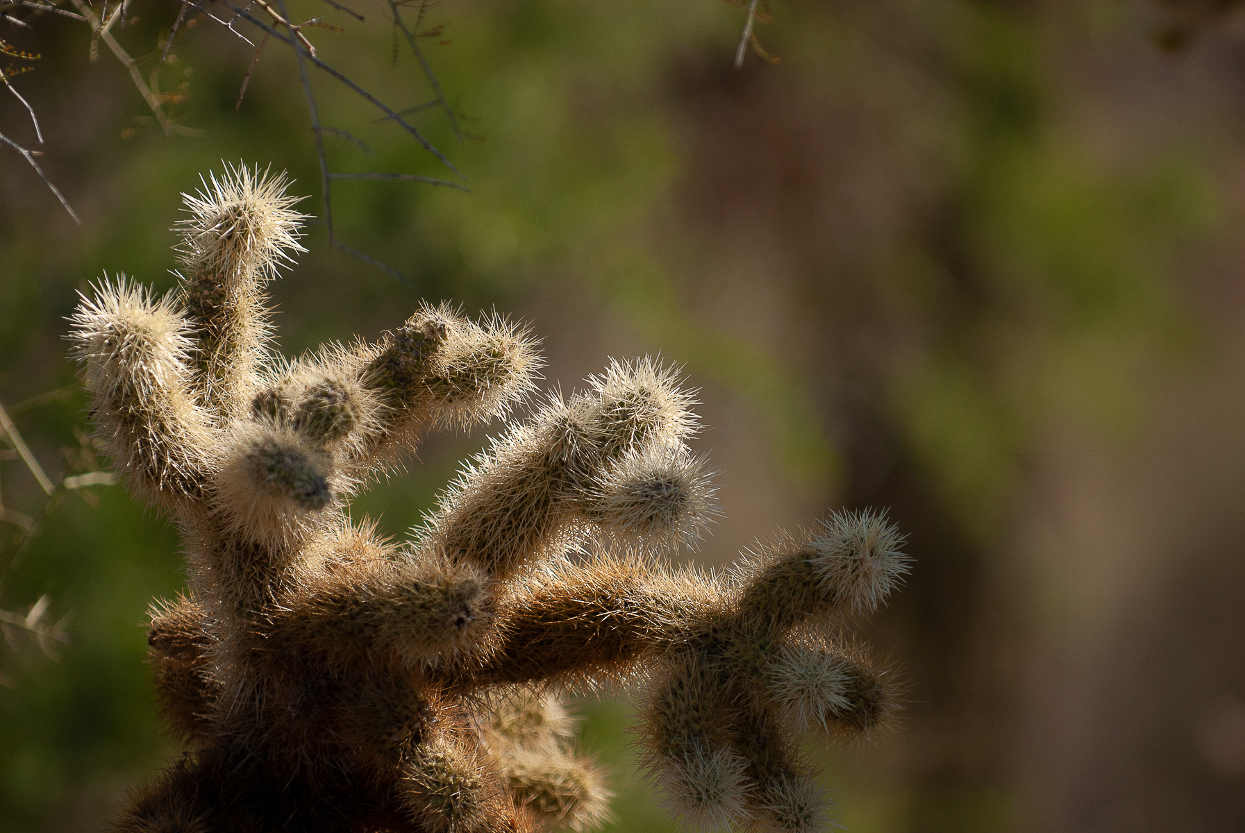 Teddy-bear cholla,Saguaro National Park Arizona