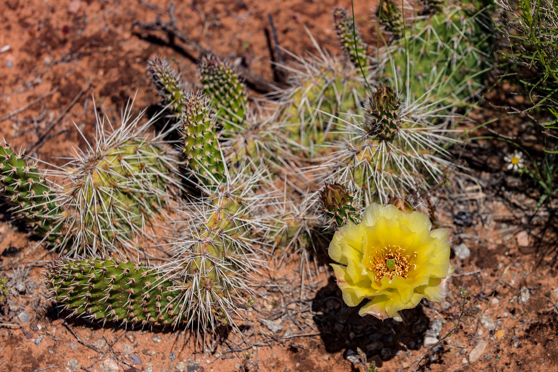 Plains pkicklypear, Moab