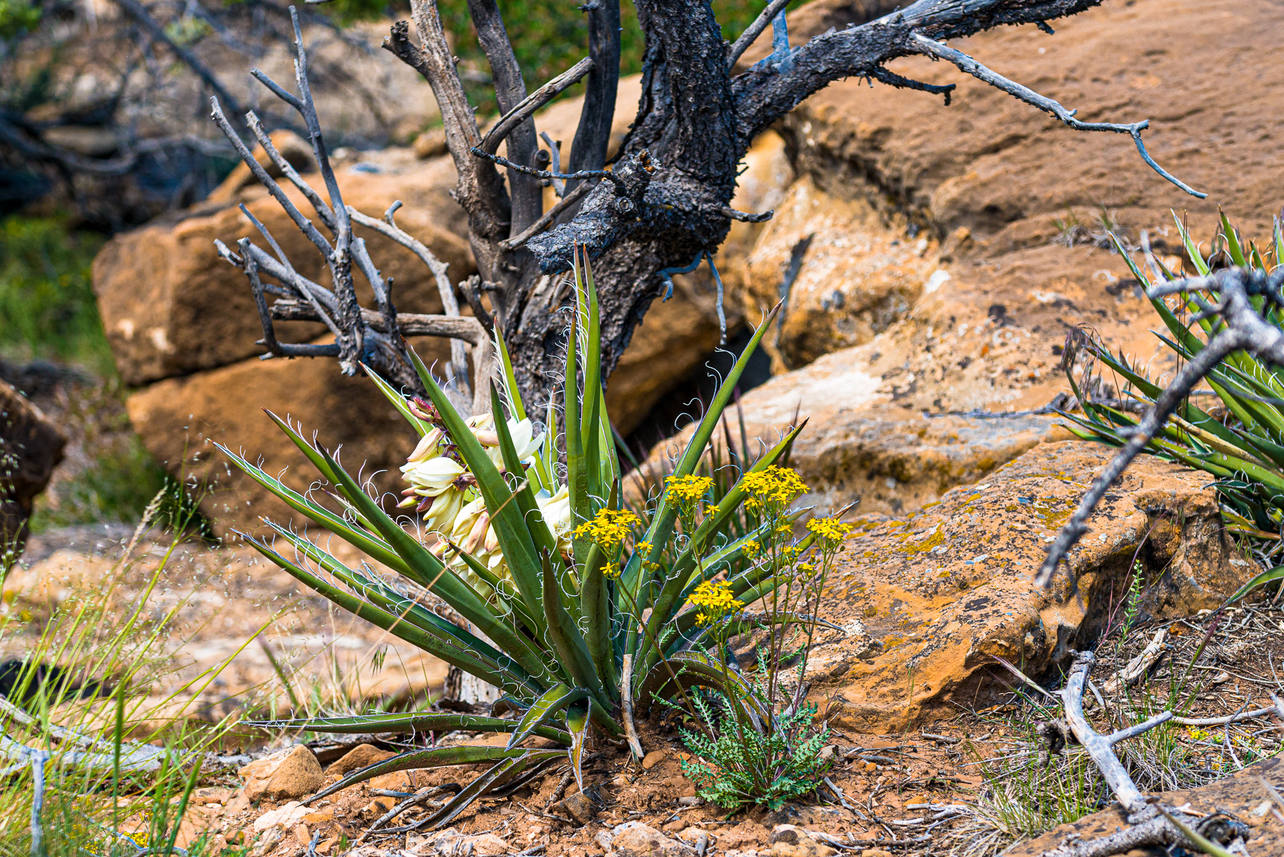 Yucca Plant, Mesa Verde National Park