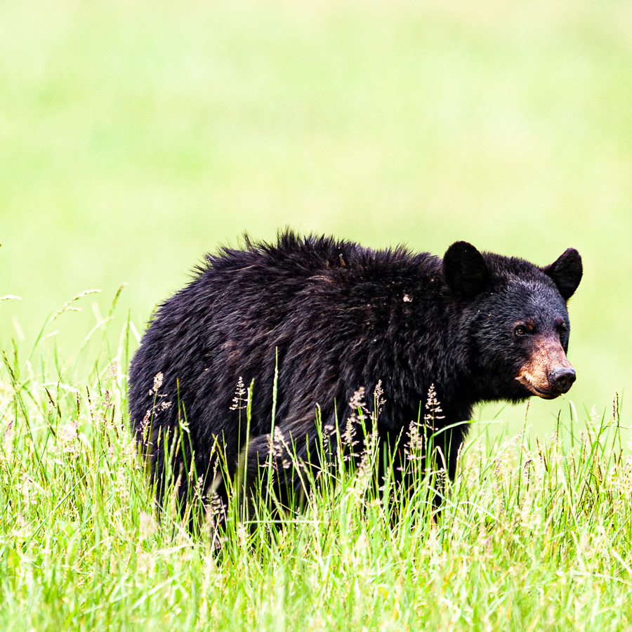 Black Bear, Cades Cove