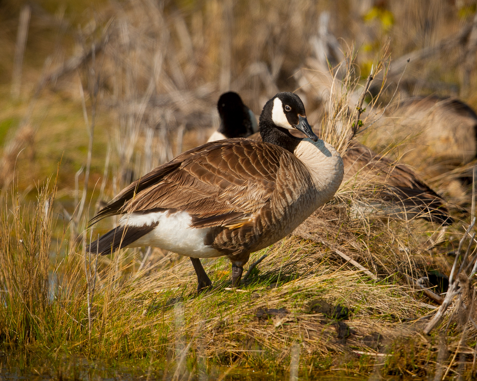 Canada Goose, Cape May