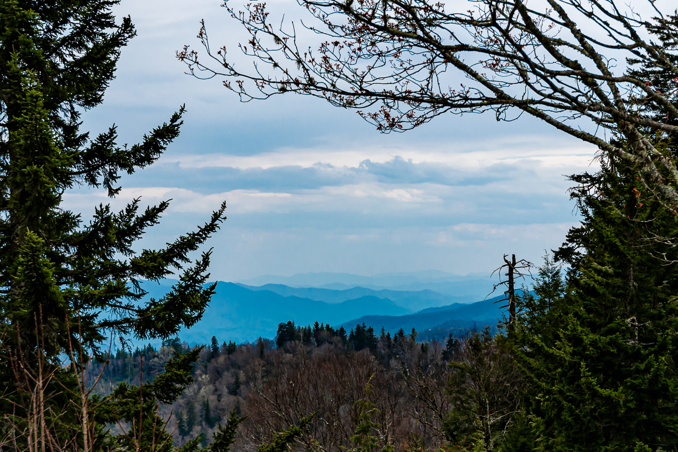 Along Road to Clingman's Dome, Smoky Mountain National Park