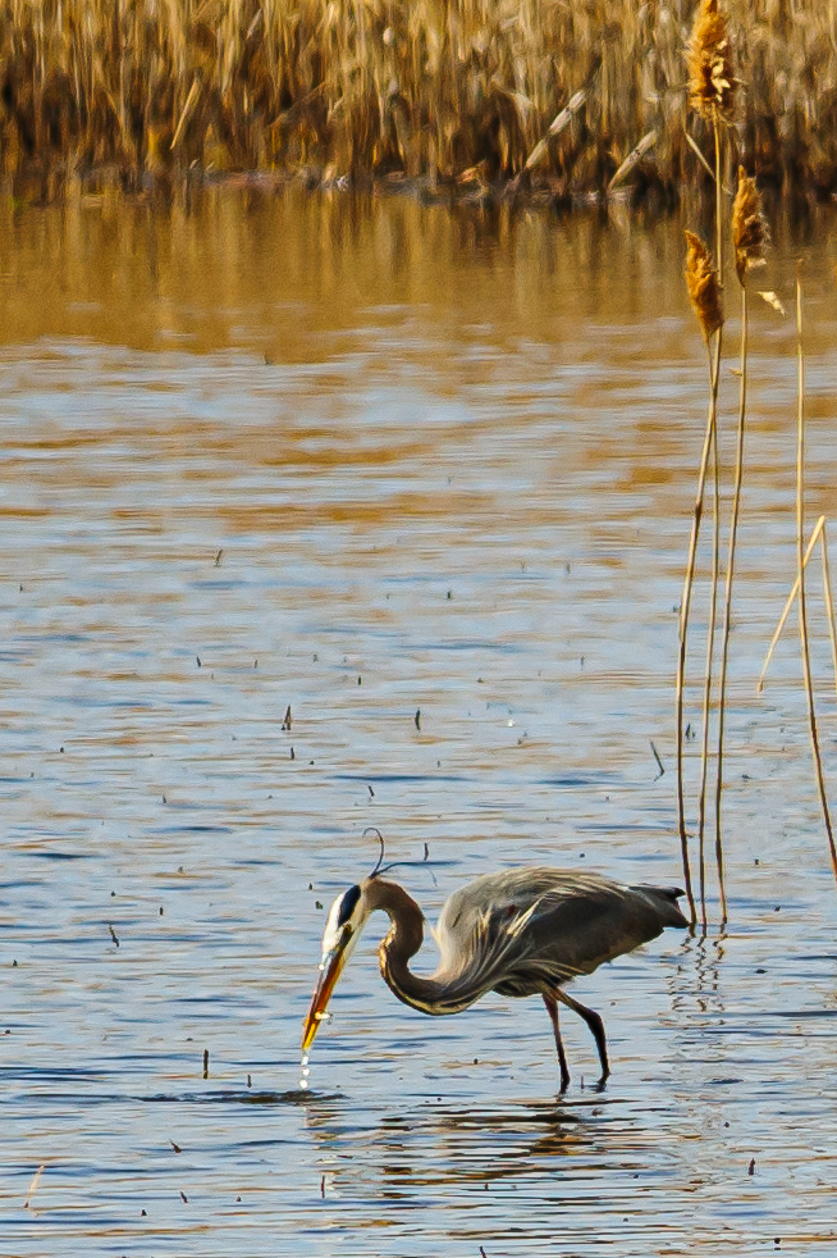 Great Blue Heron, Bombay Hook National Wildlife Refuge