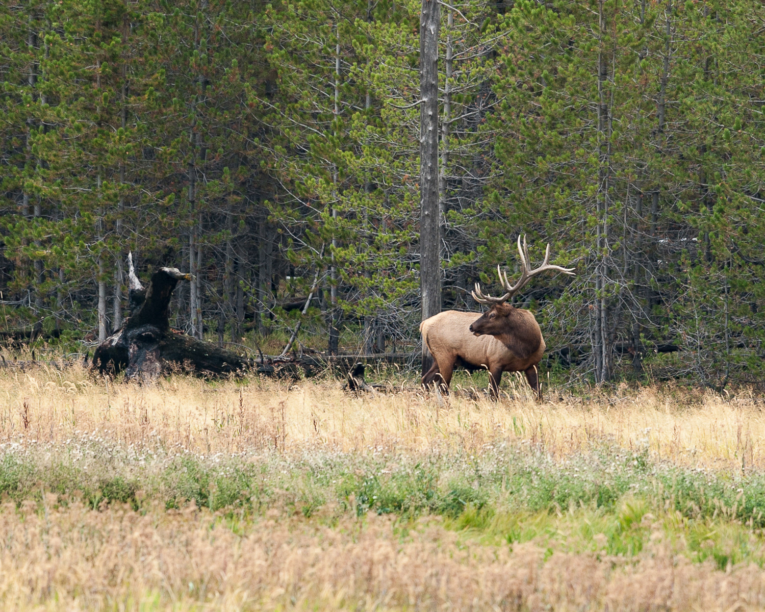Elk, Yellowstone National Park