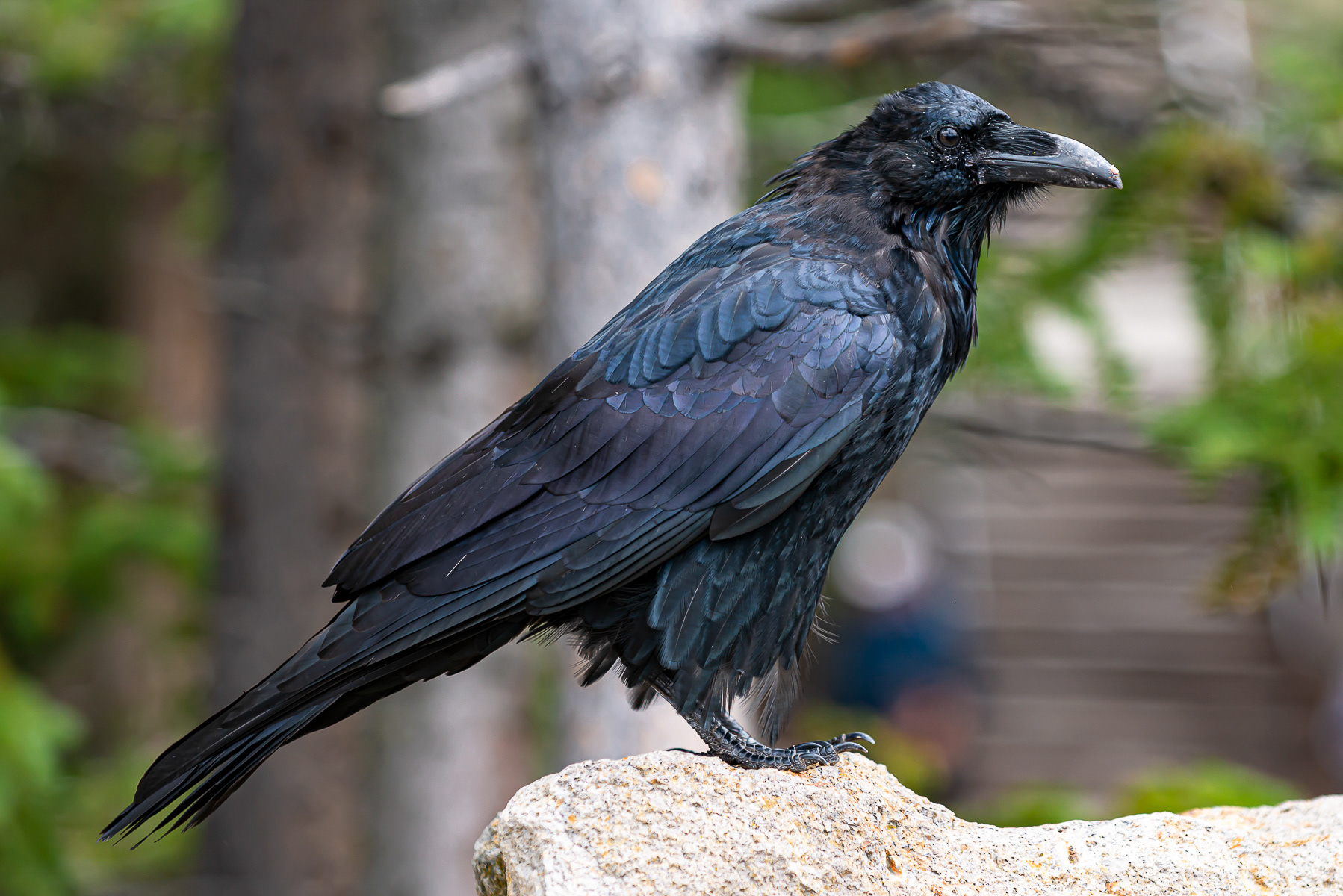 Raven, Yellowstone National Park