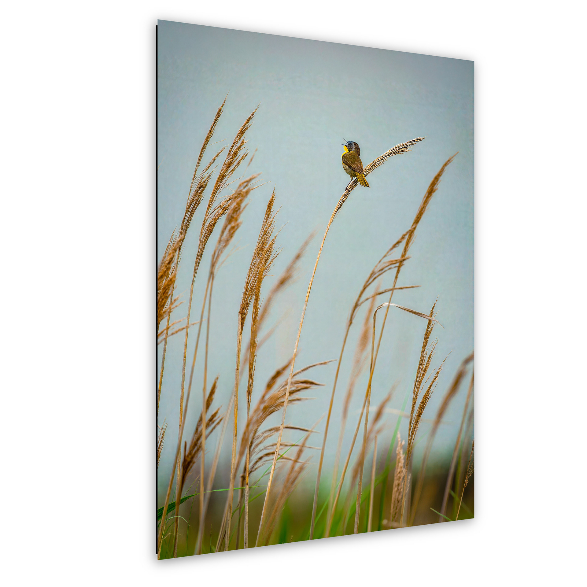 Song on the Marsh