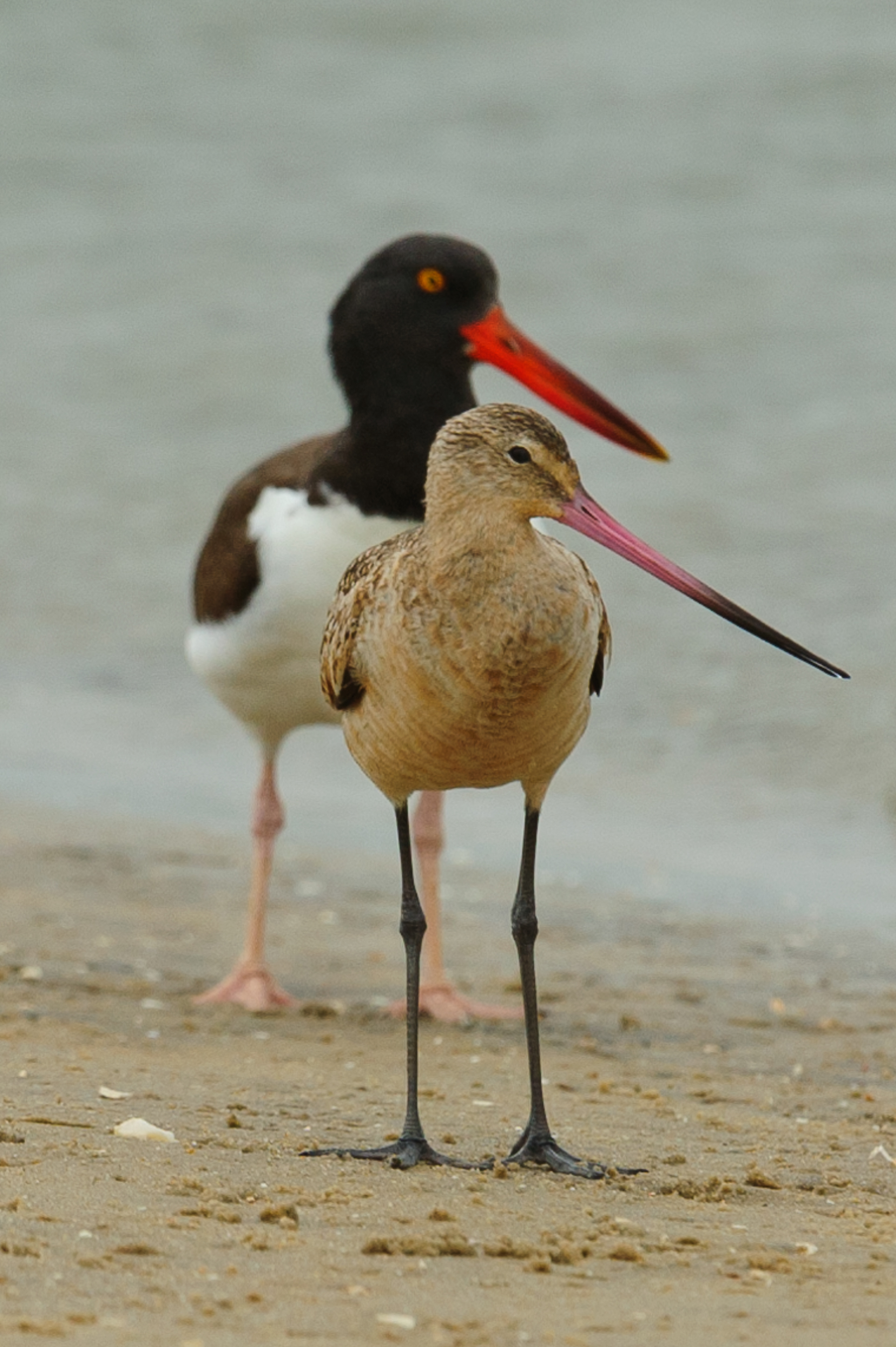 Marbled Godwit and American Oystercatcher, Cape May New Jersey 