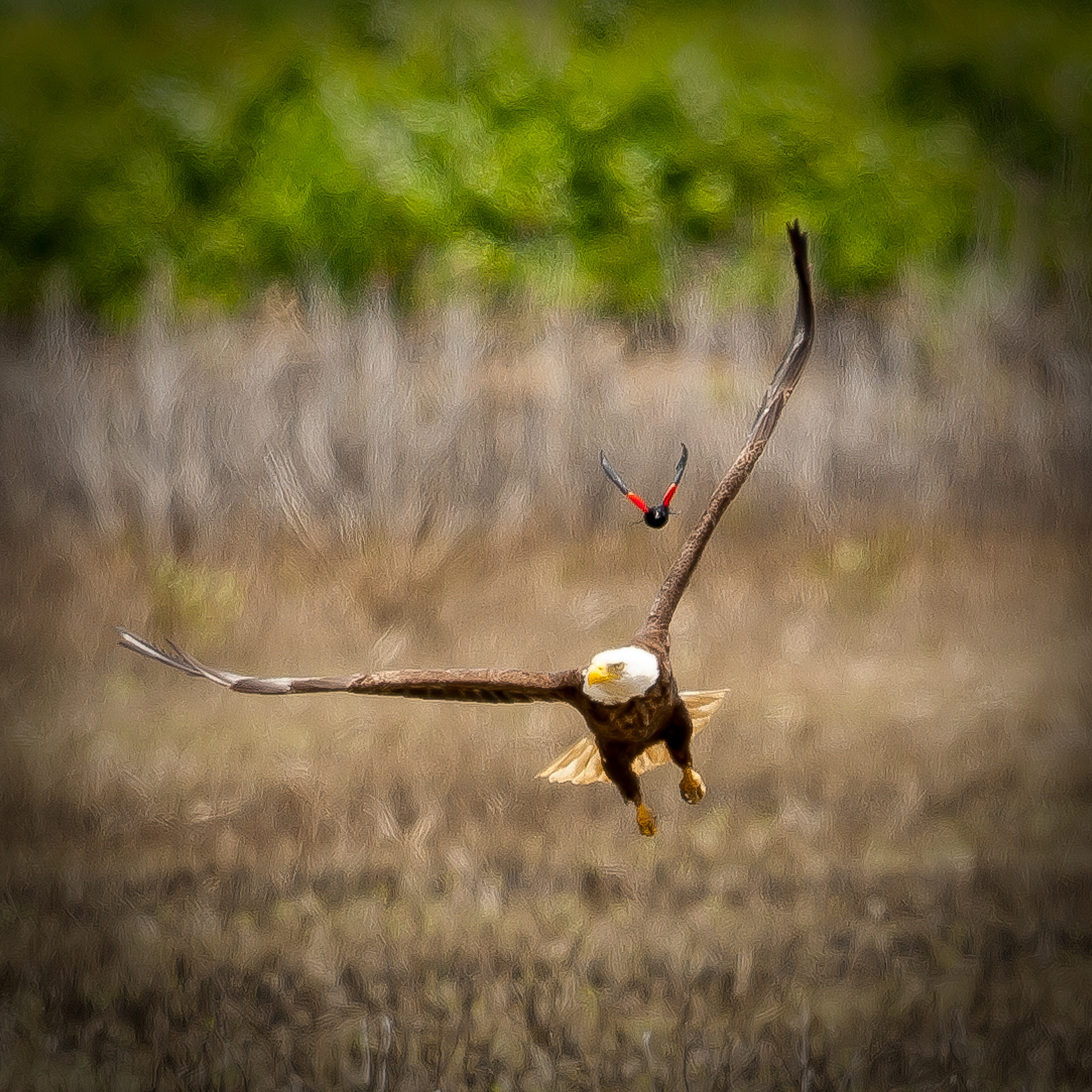 Red Wing Blackbird chases Bald Eagle, Bombay Hook National Wildlife Refuge