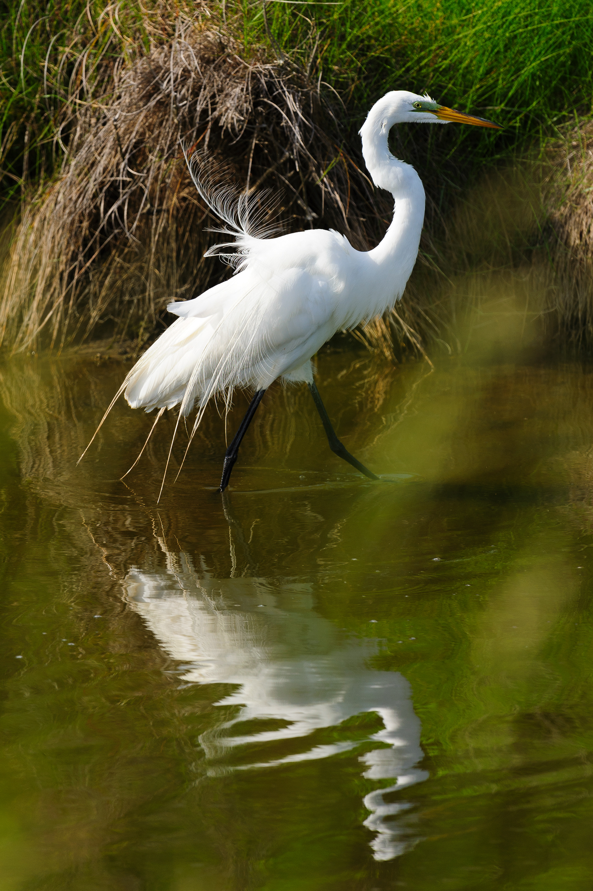 Great Egret, Assateague Island National Seashore