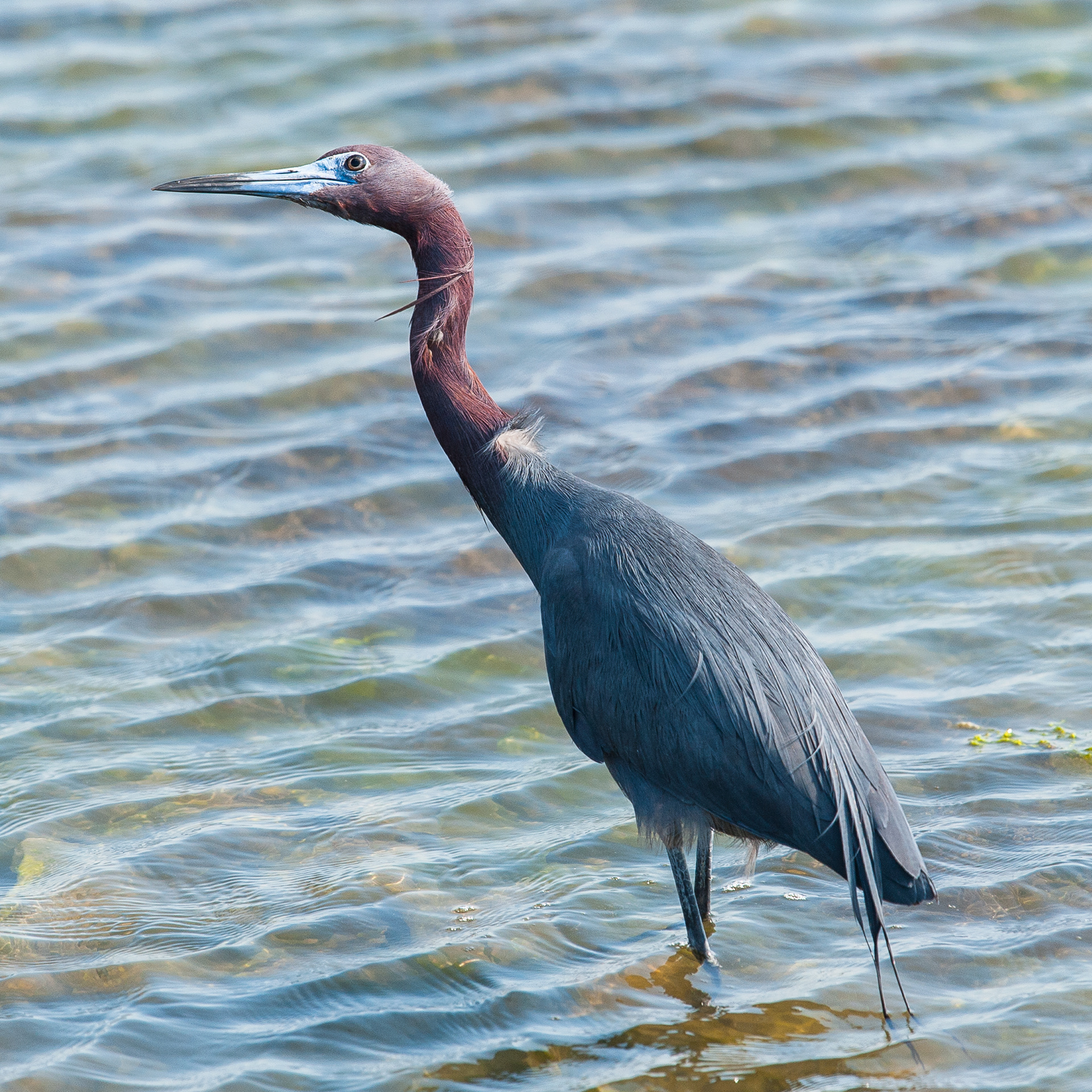 Little Blue Heron, Cape May