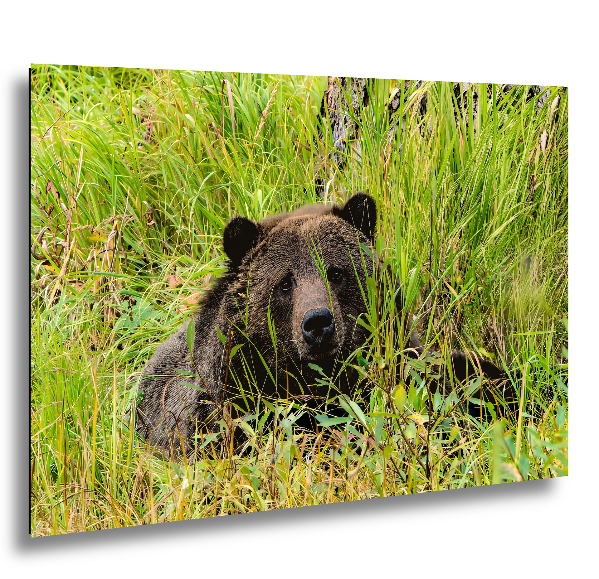 Resting Grizzly