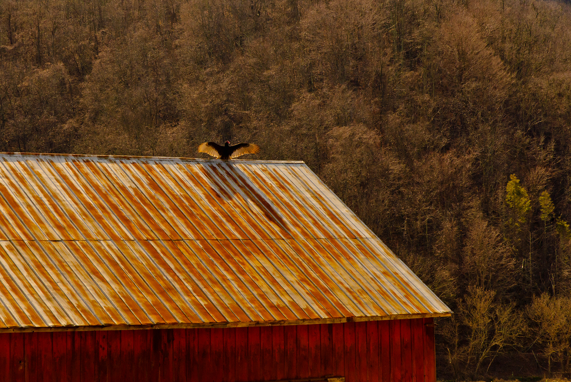 Buzzard on Barn, Covington