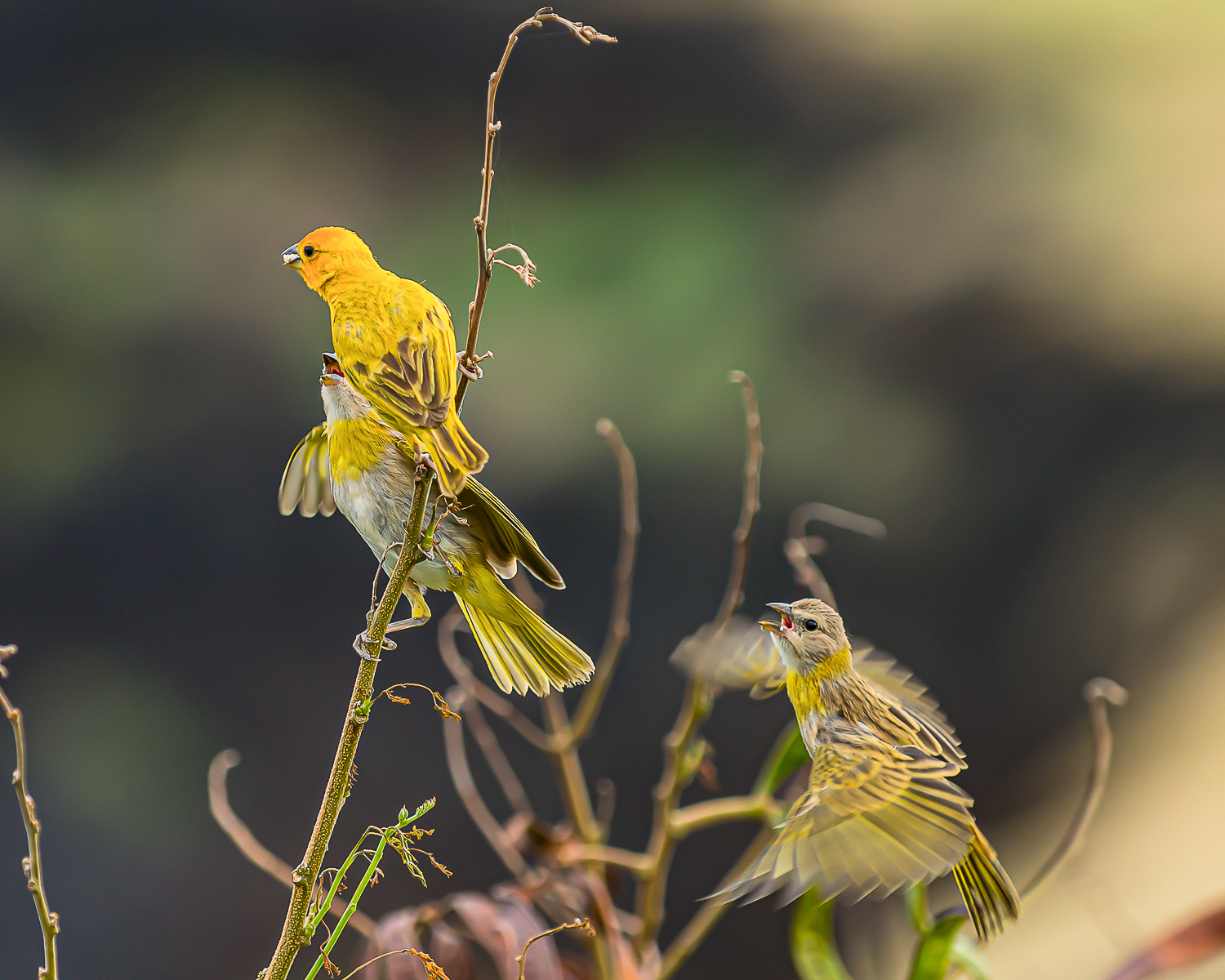Saffron Finch, Big Island