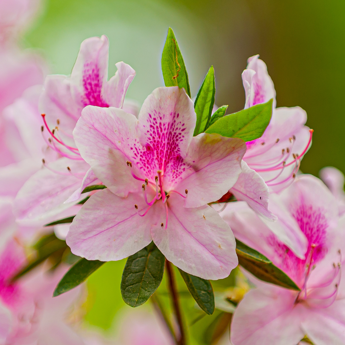 Azalea, Garvan Gardens Hot Springs