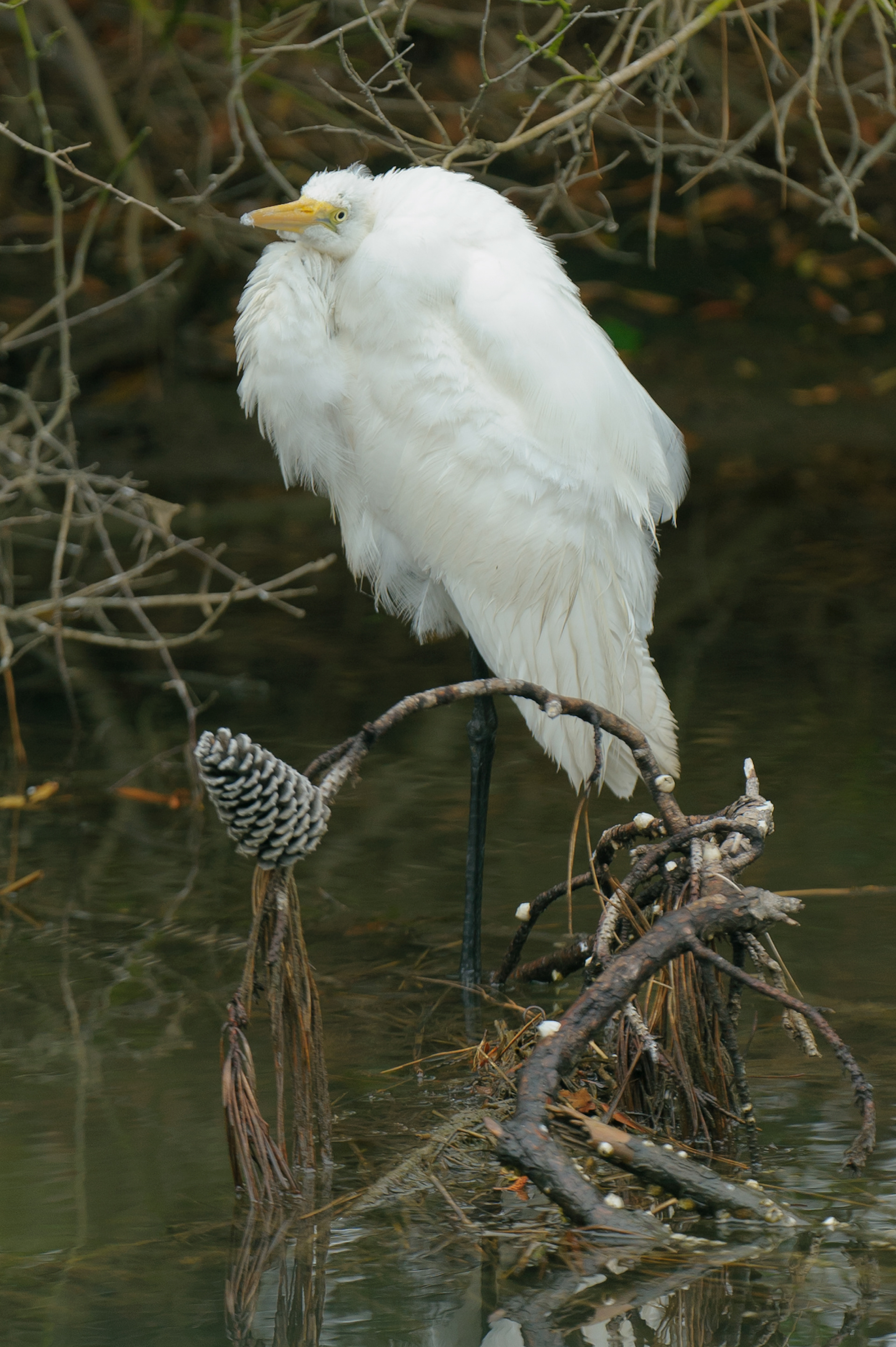 Great Egret, Assateague Island National Seashore 