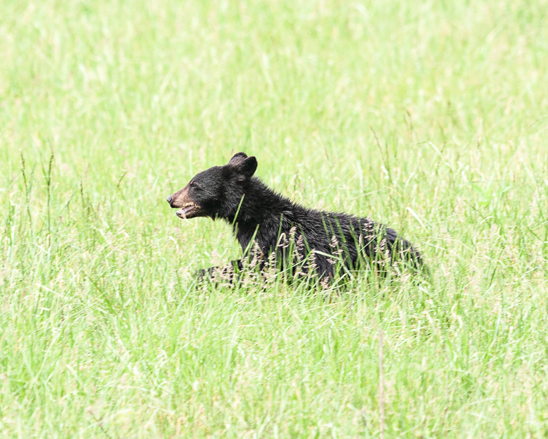 Black Bear, Cades Cove