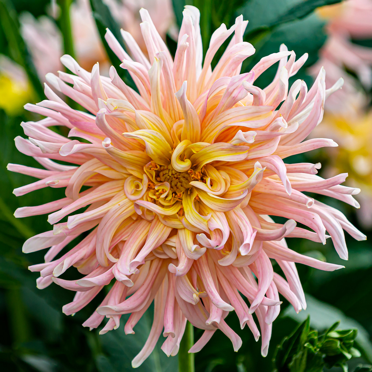 Chrysanthemum, Finger Lake Region