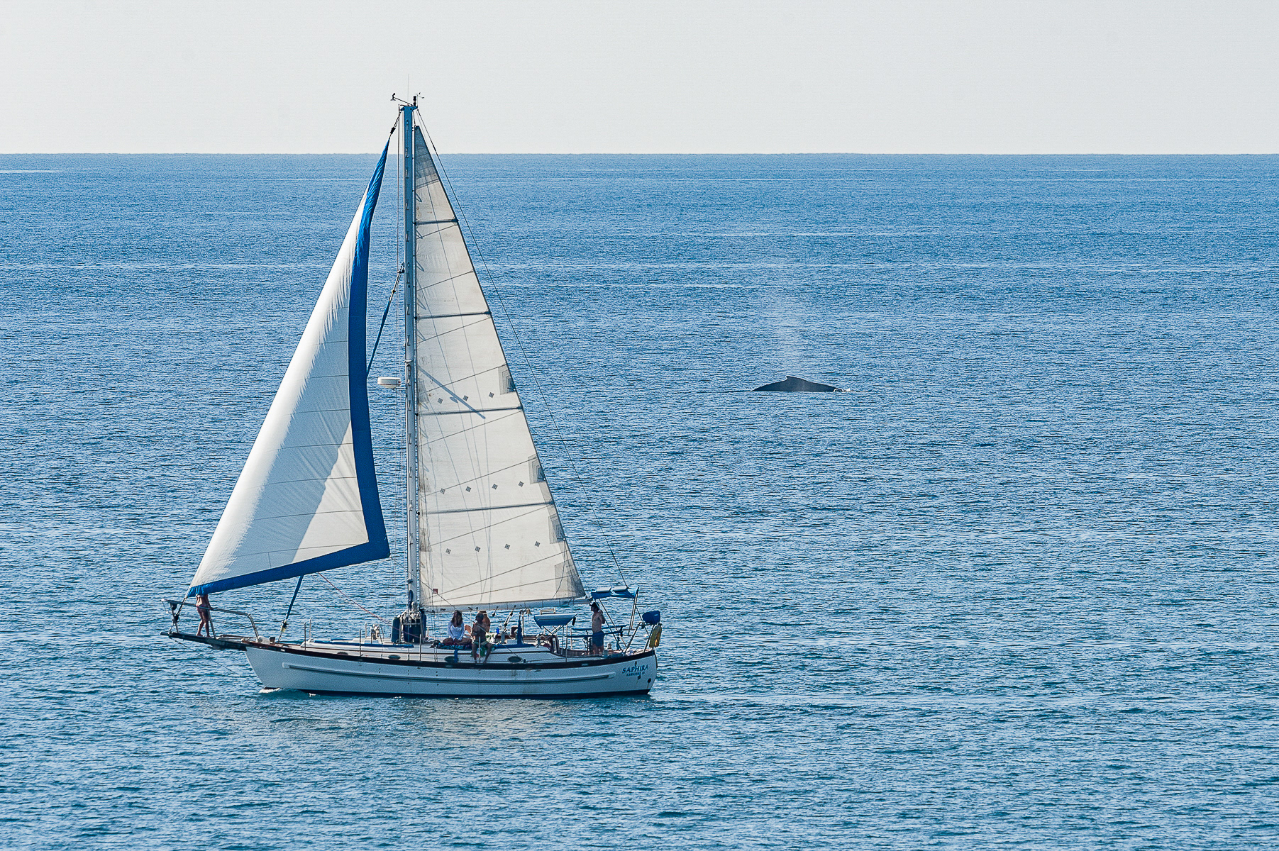 Humpback Whale, Big Island