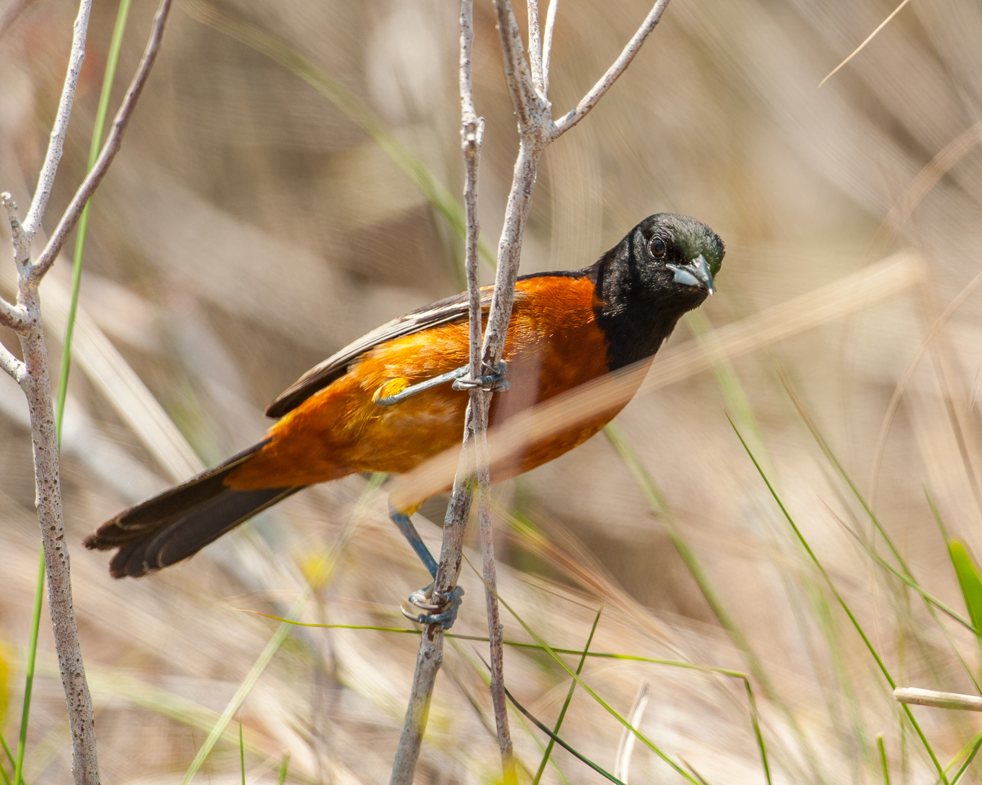Baltimore Oriole, Cape May