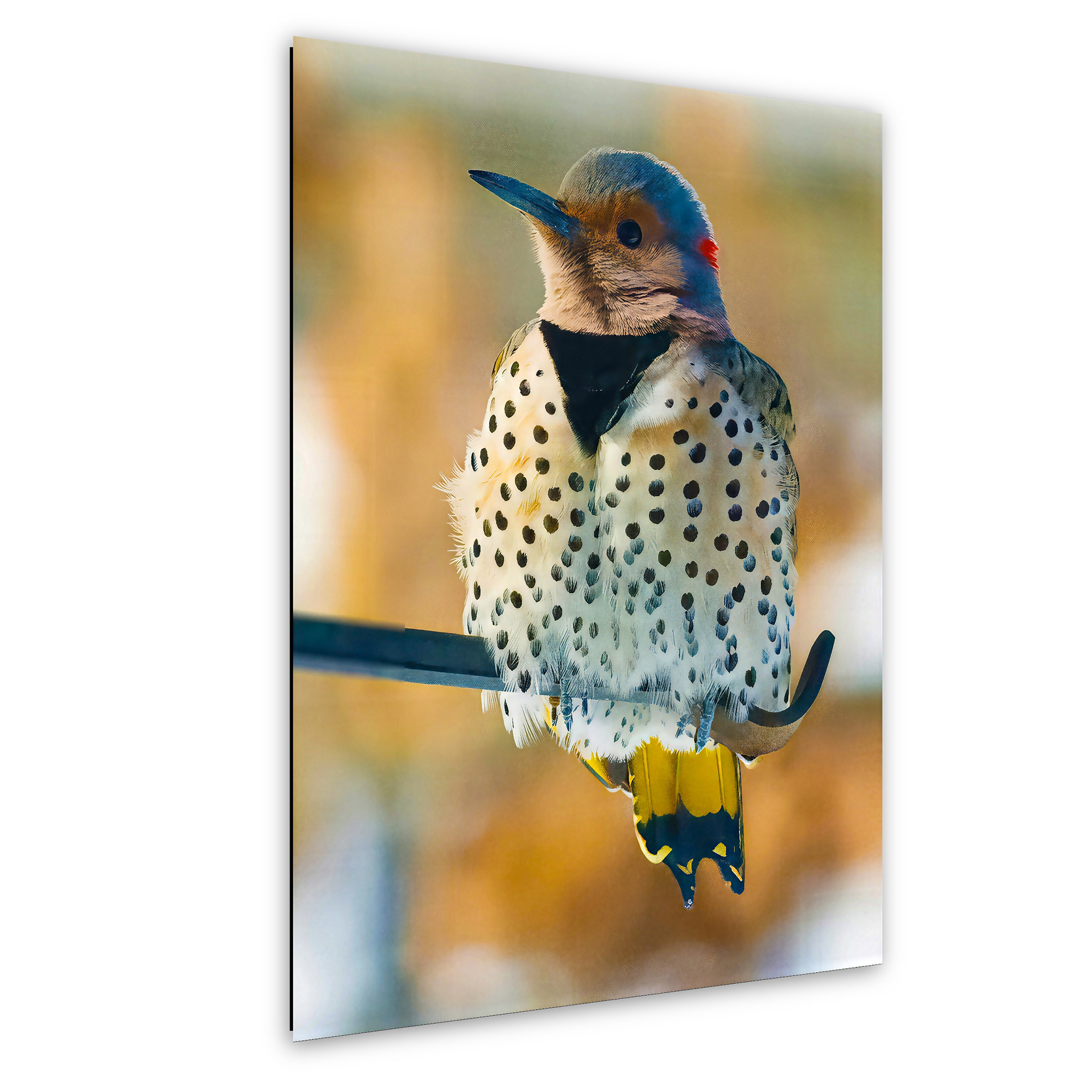 Northern Flicker