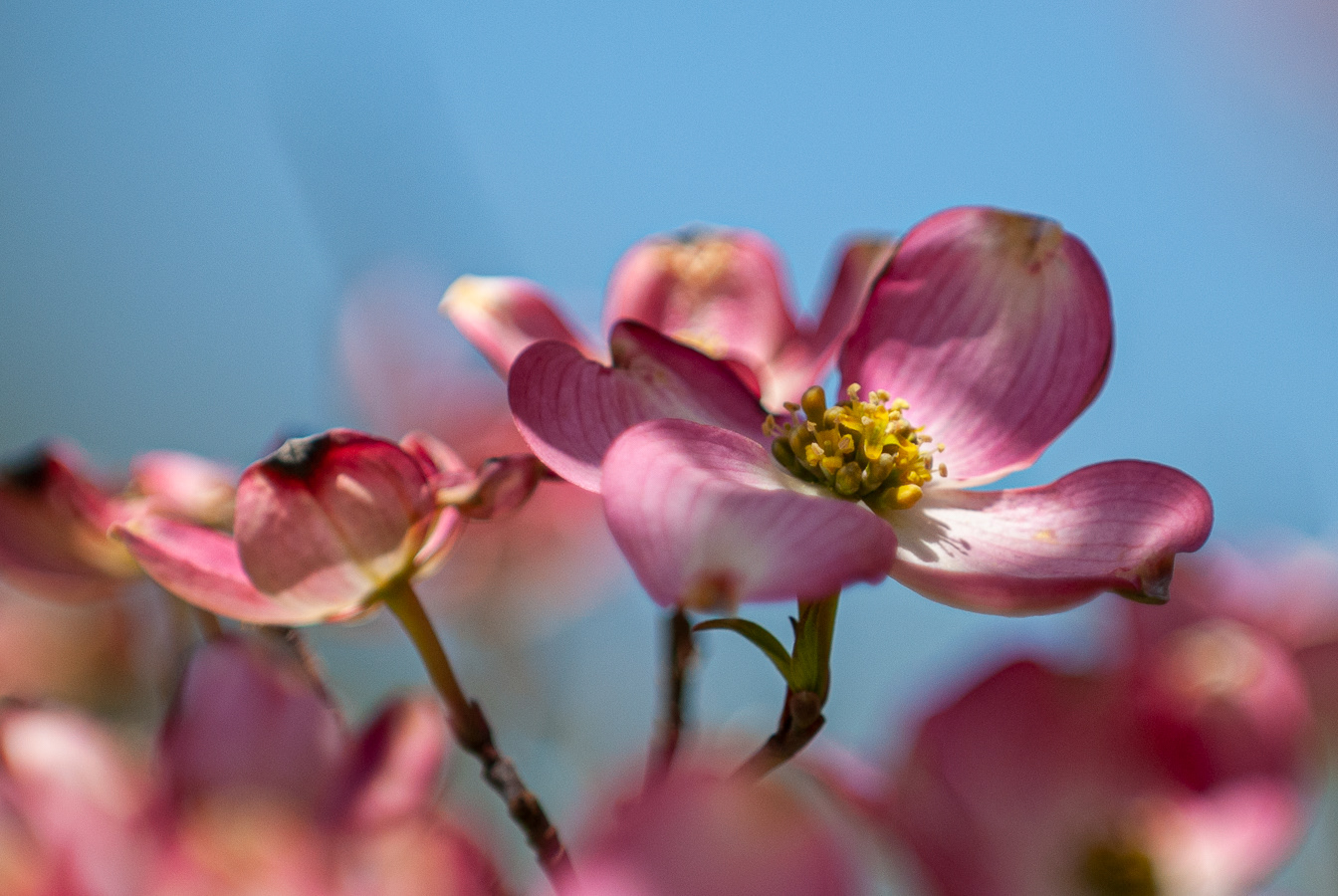 Flowering Dogwood, Eastern West Virginia