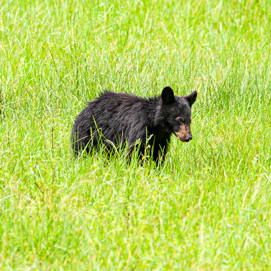 Black Bear, Cades Cove