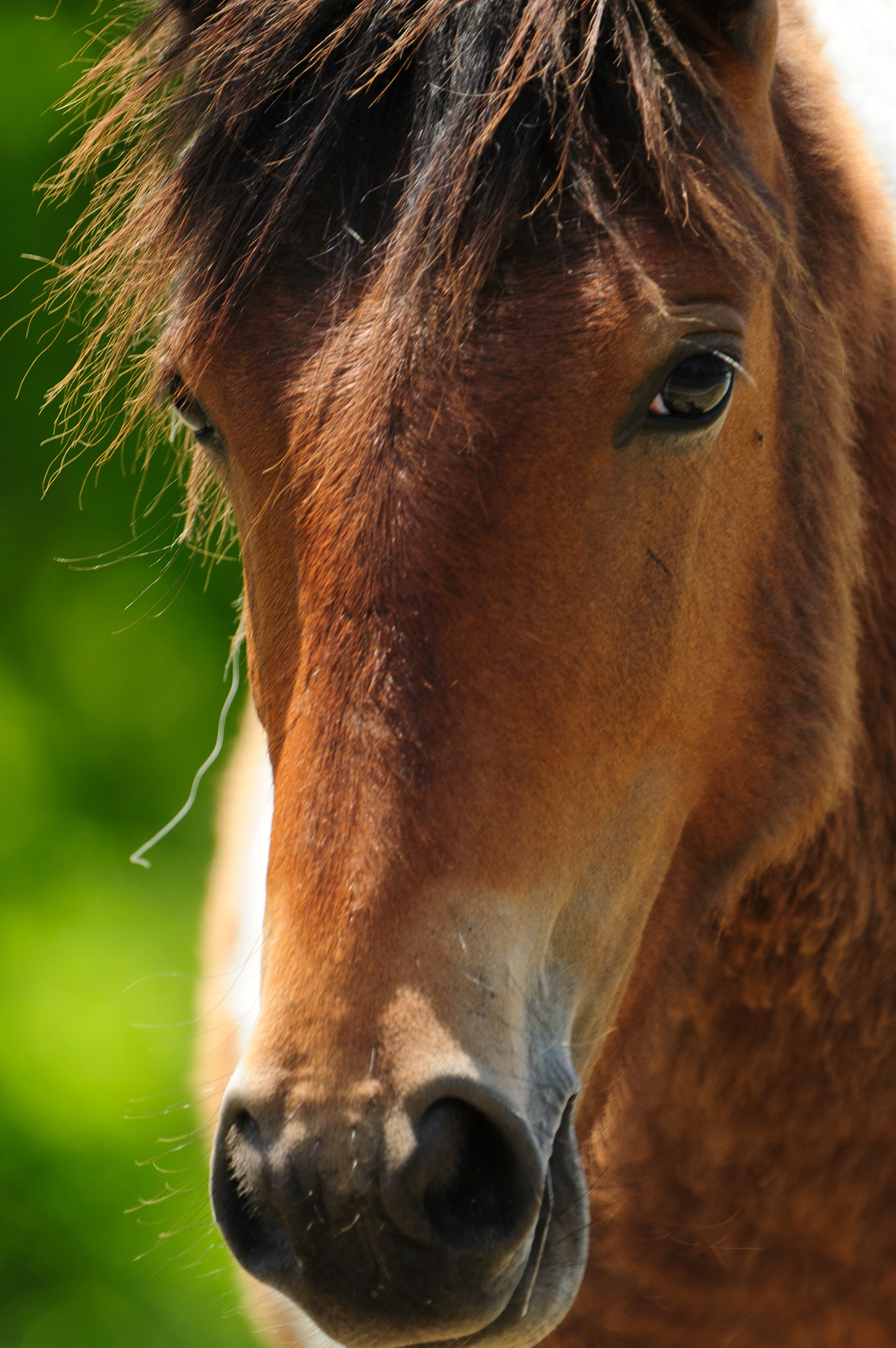 Feral Horse, Assateague Island National Seashore