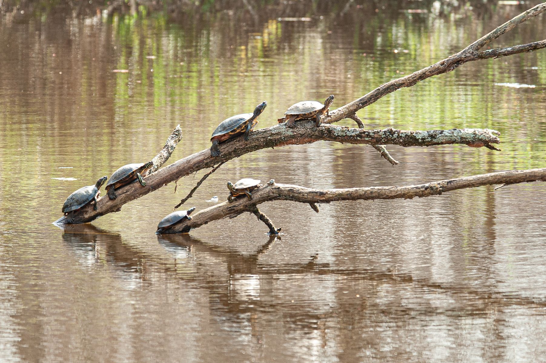 Eastern Painted Turtles, Hidden Park Nature Center