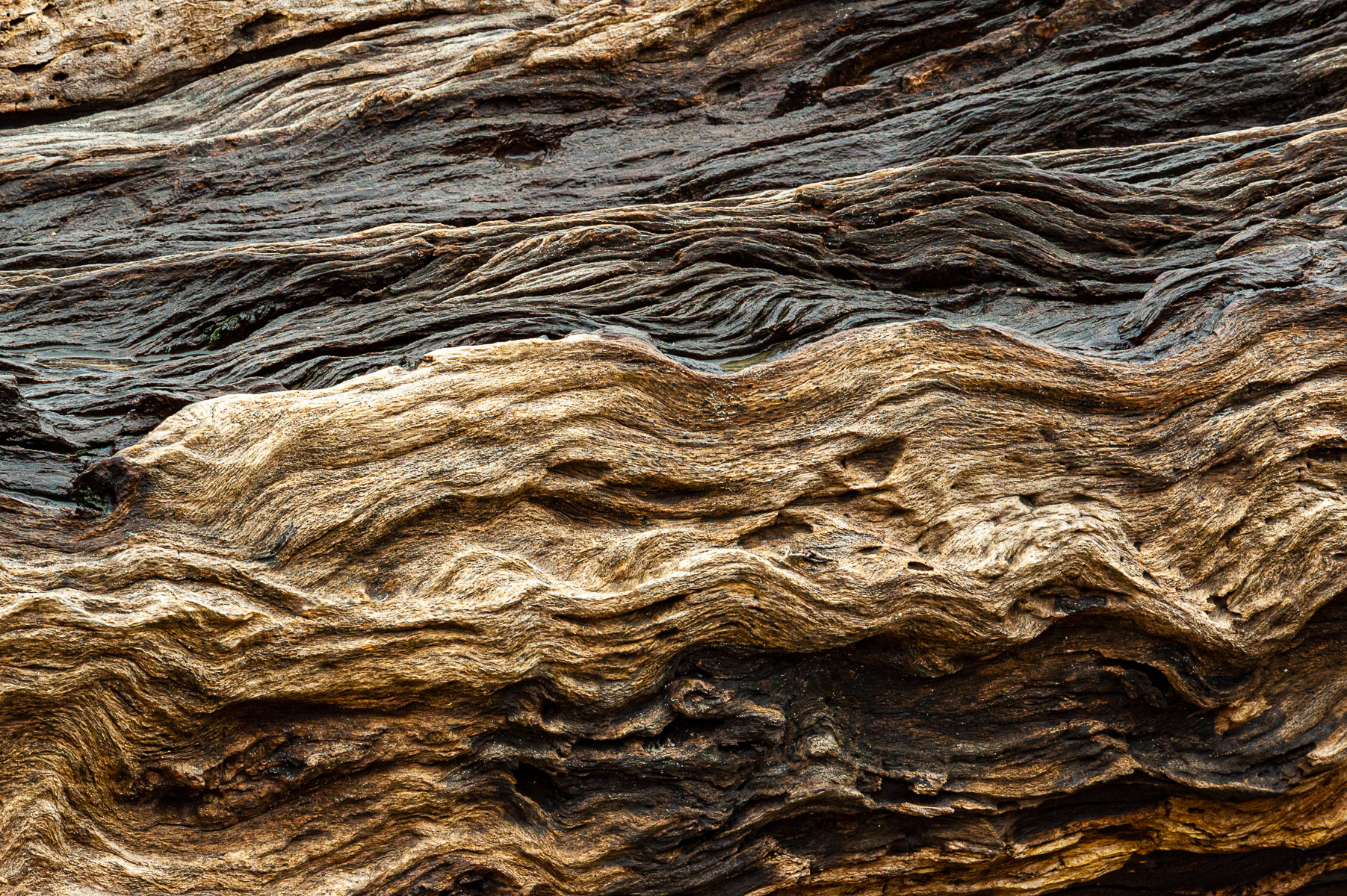 Driftwood, Jekyll Island