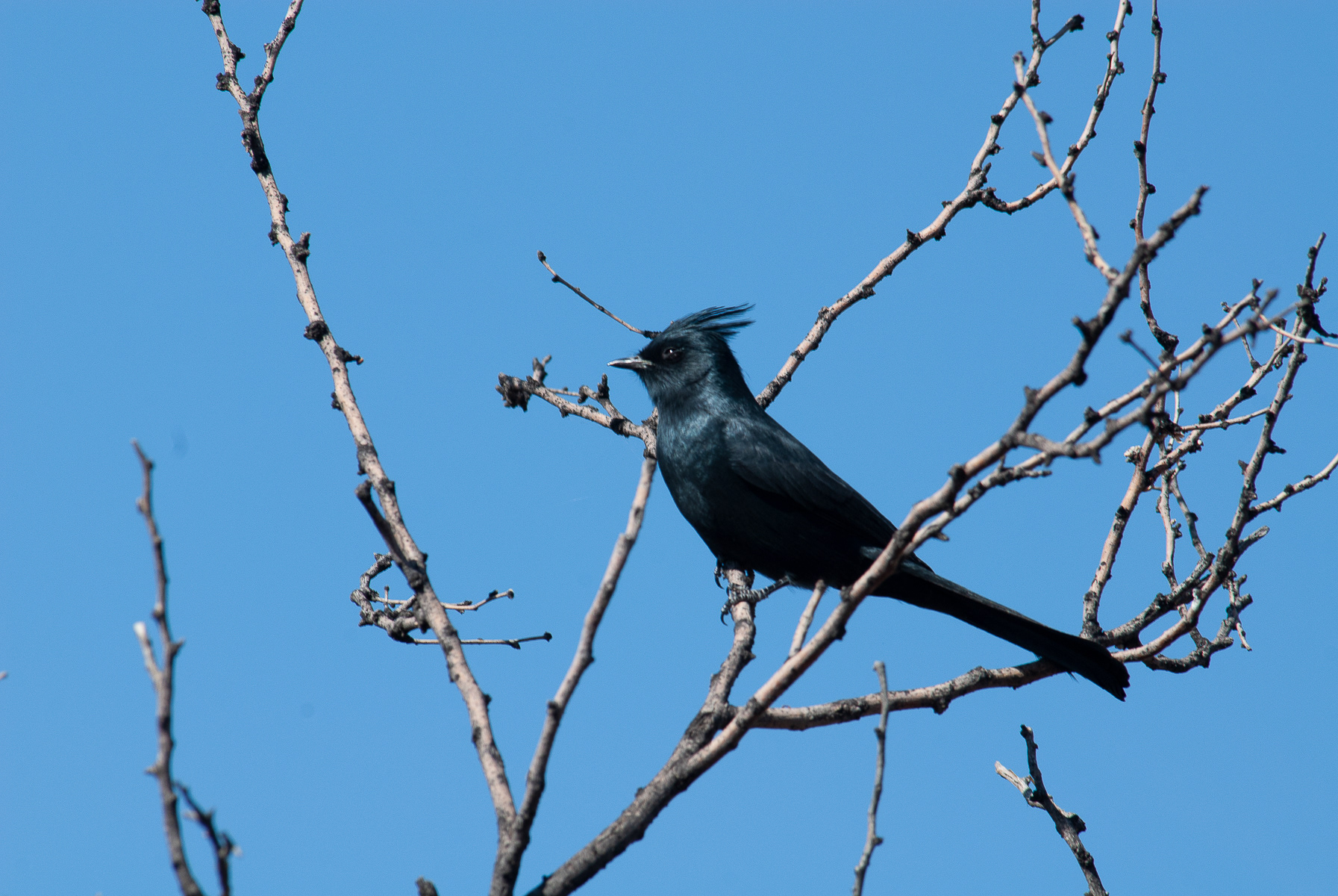Phainopepia, Saguaro National Park