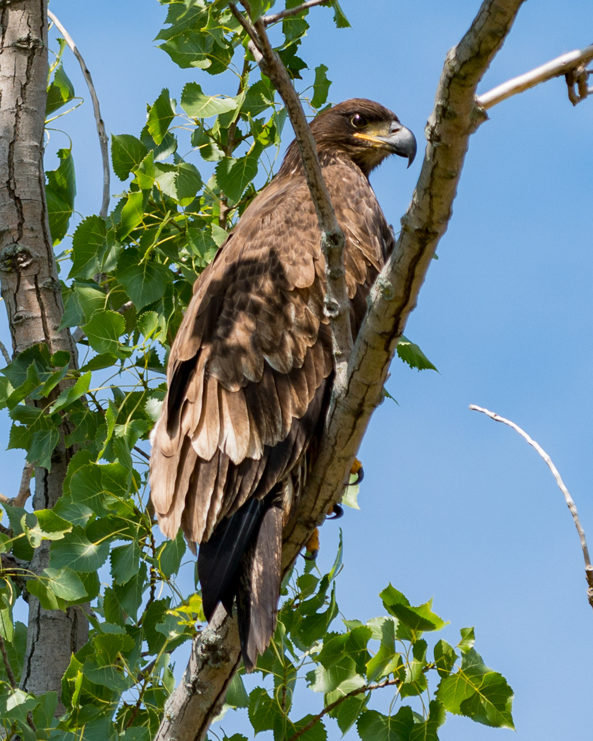 Golden Eagle,  Sleeping Bear Point
