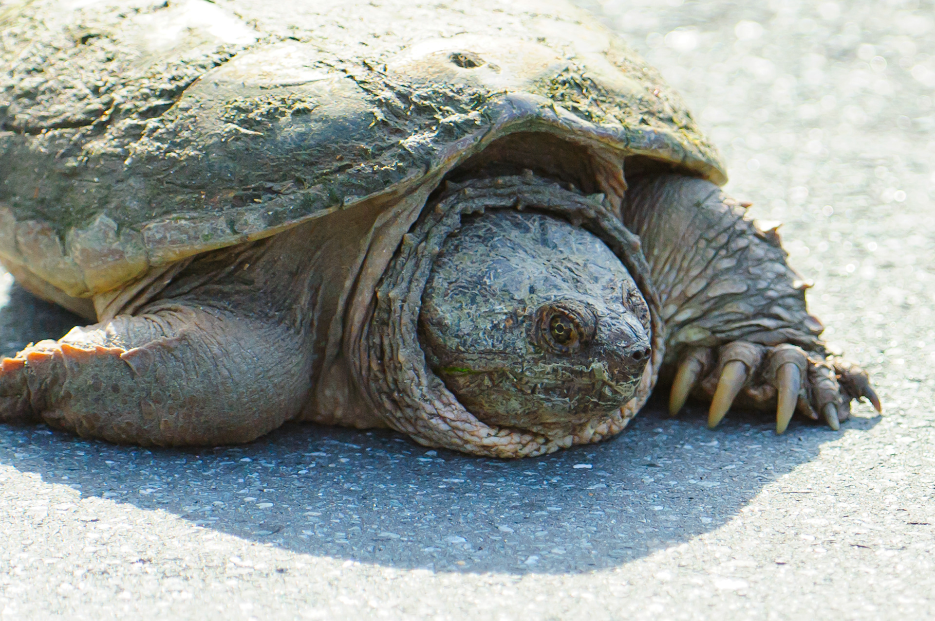 Snapping Turtle, Assateague Island National Seashore 