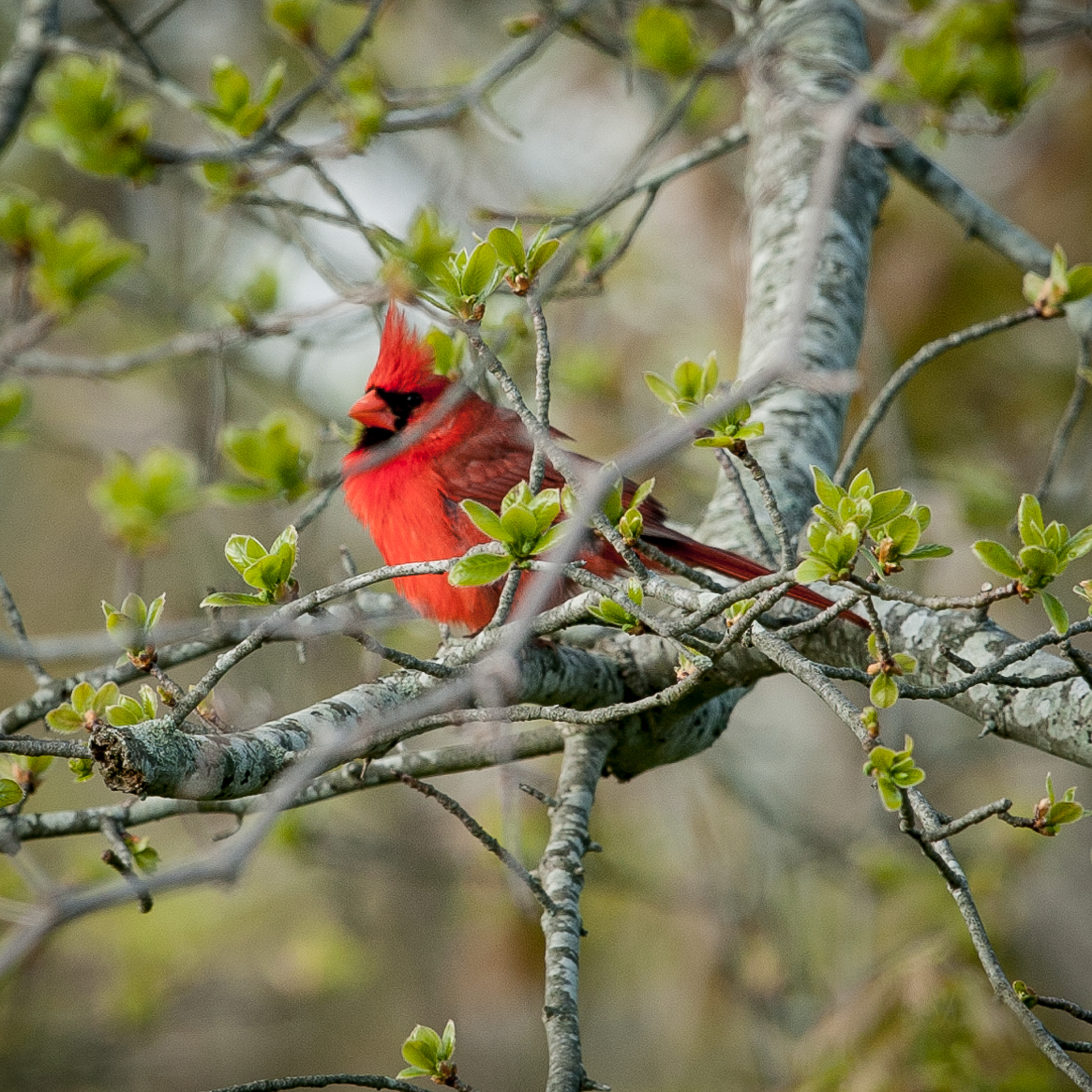 Northern Cardinal, Cape May