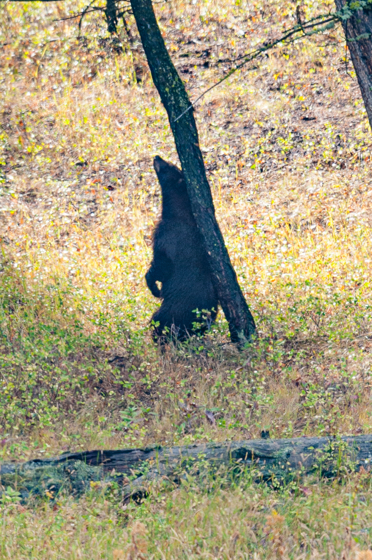Black Bear, Yellowstone National Park