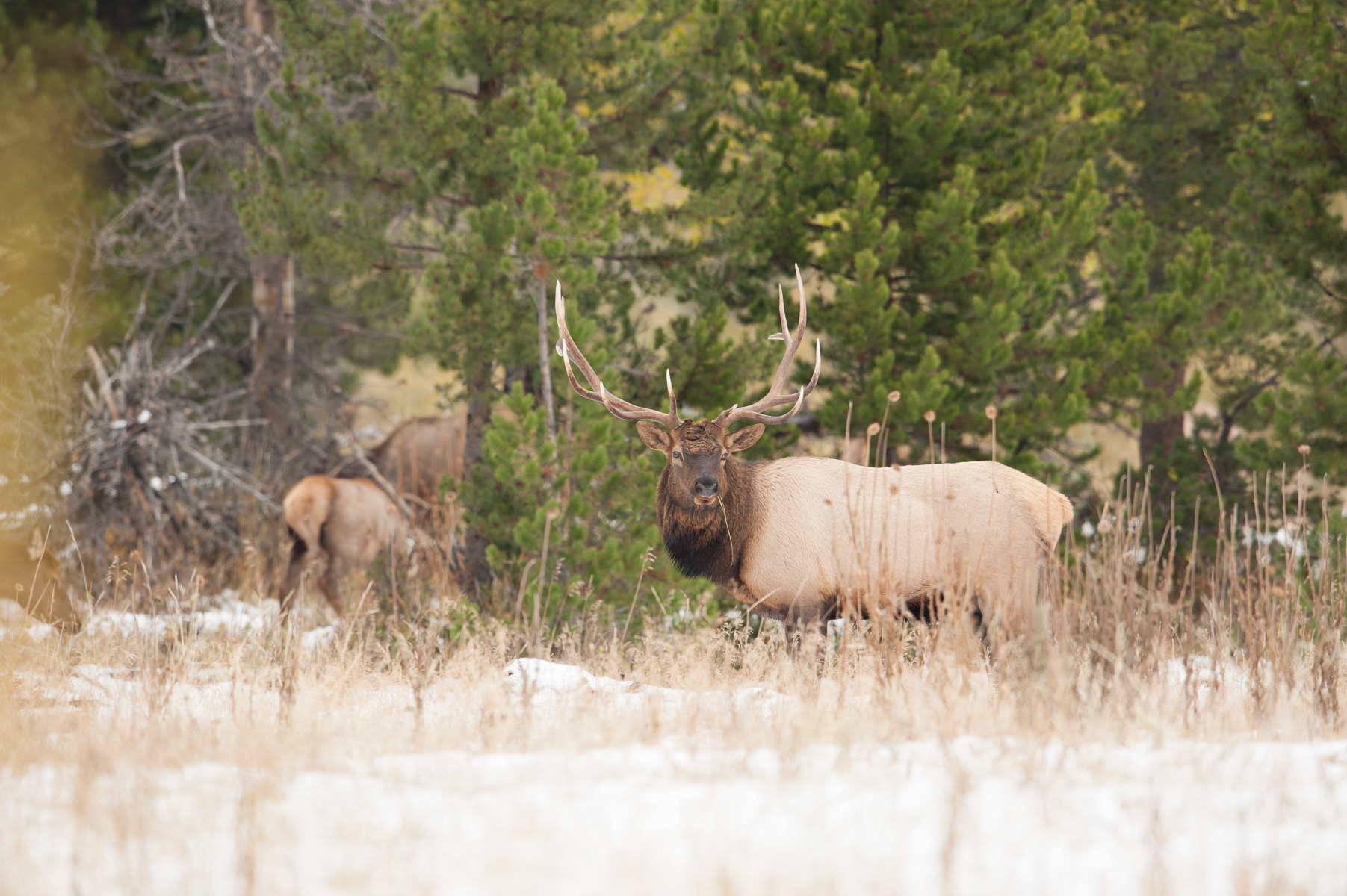 Elk, Rocky Mountain National Park