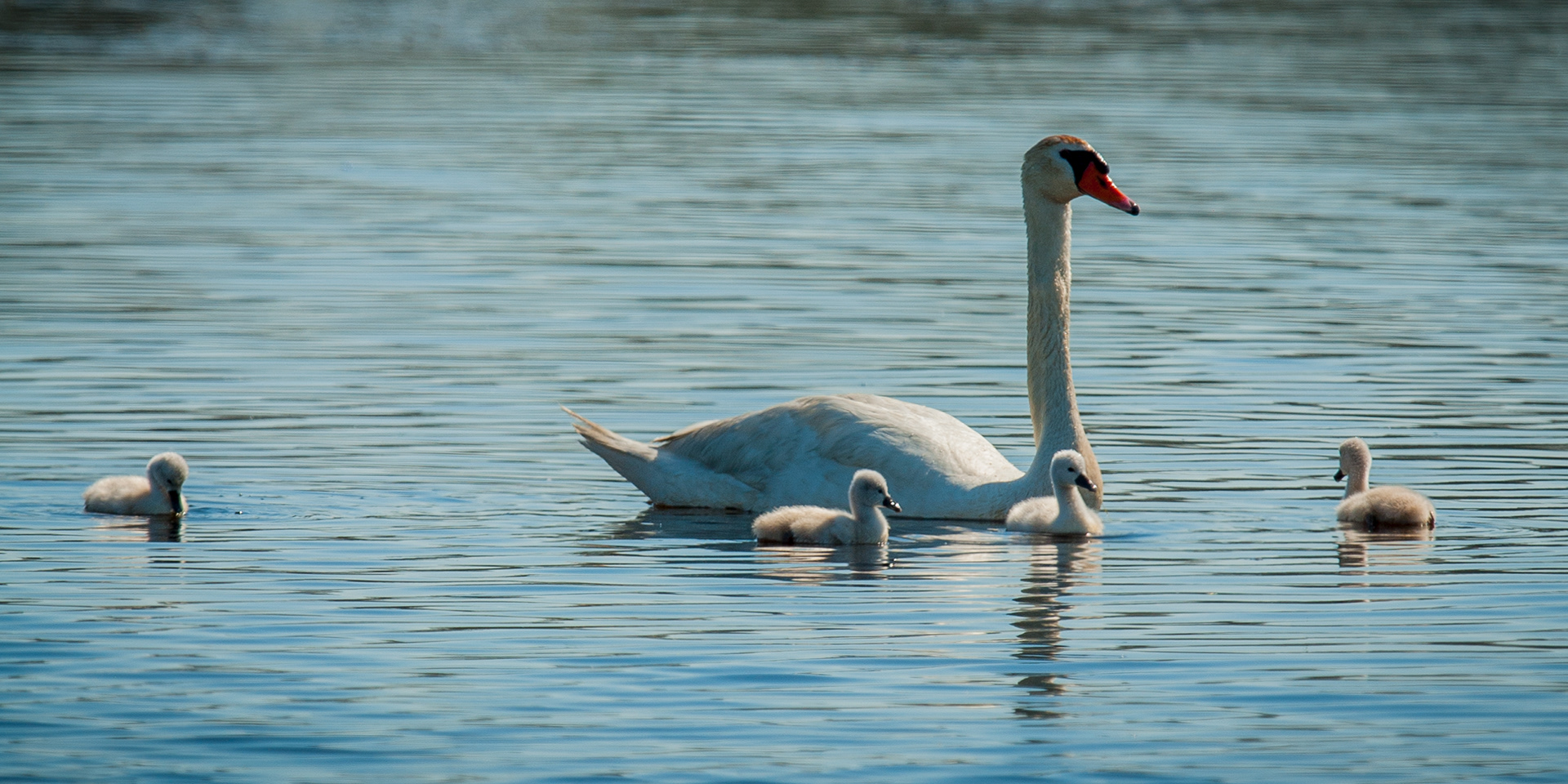 Mute Swans, Cape May