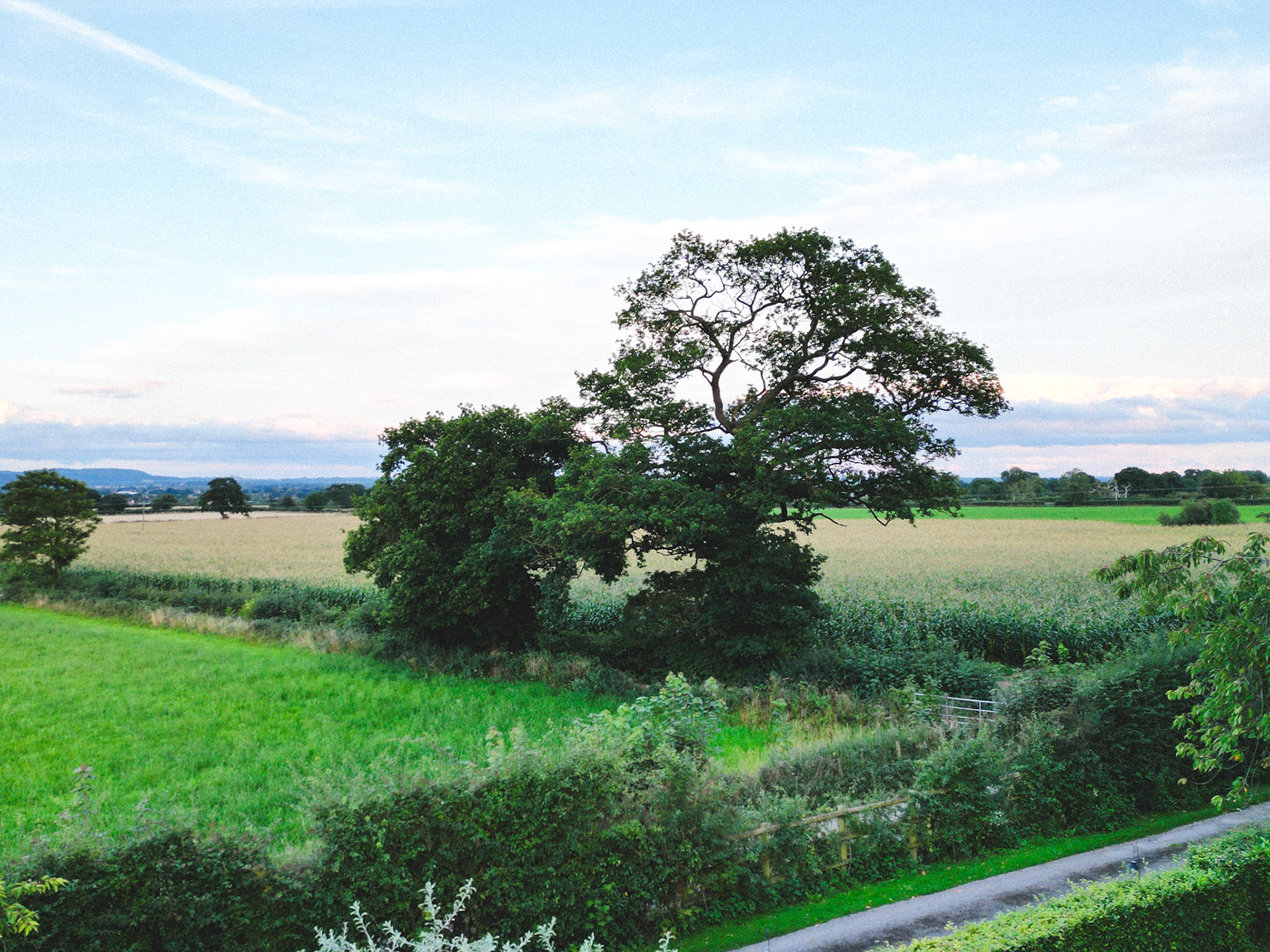 Welsh View