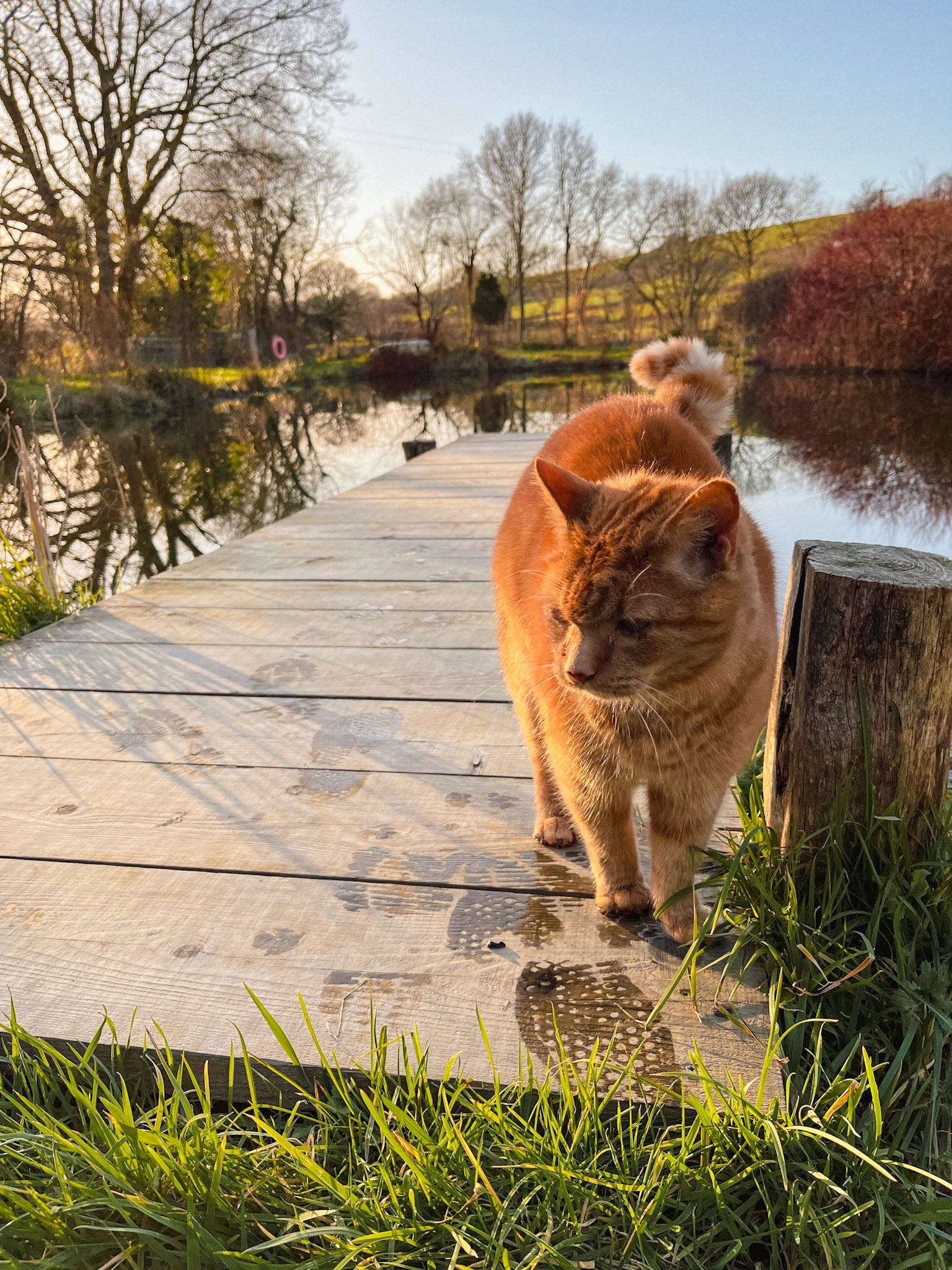 One Cat Farm