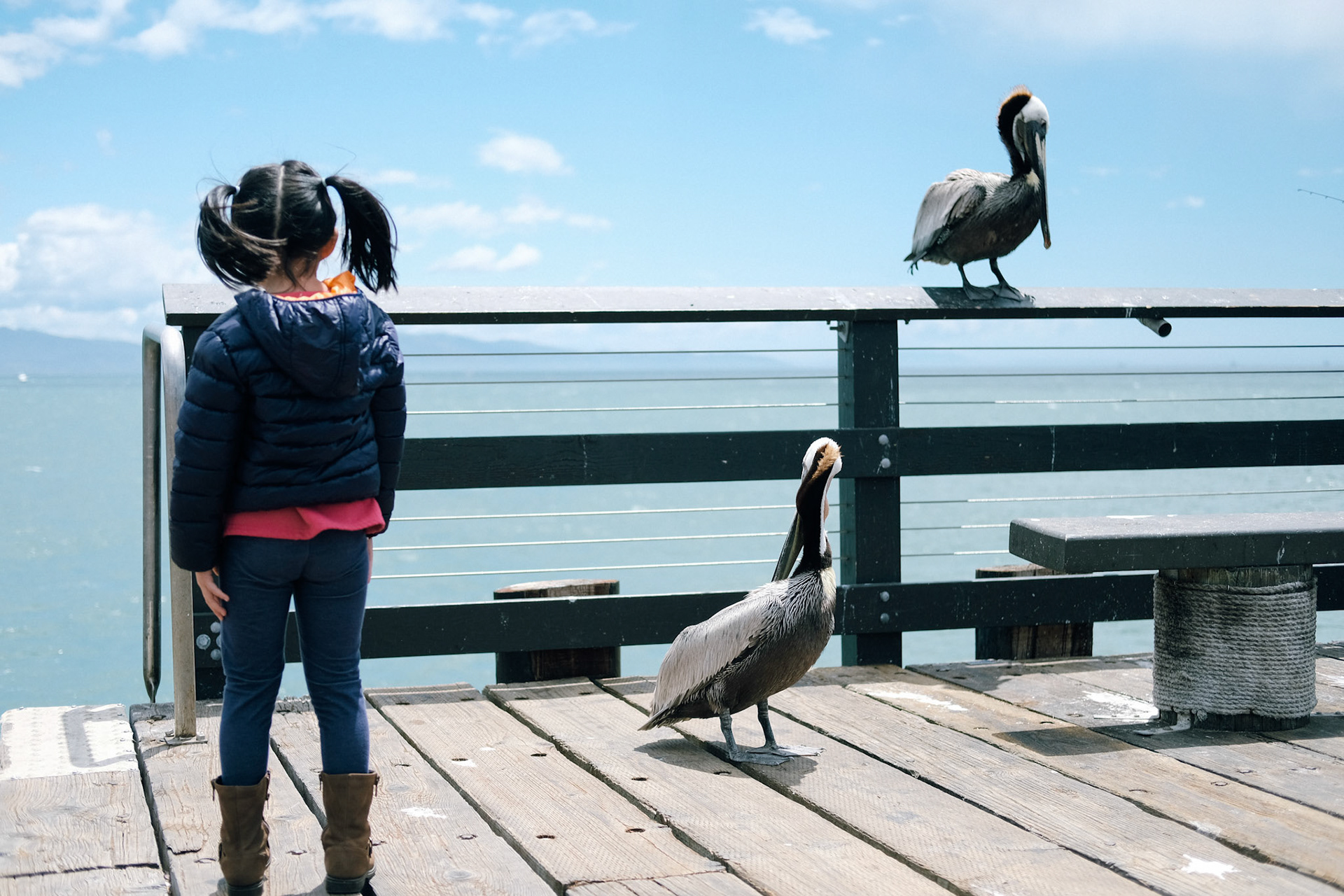 Girl watching pelicans