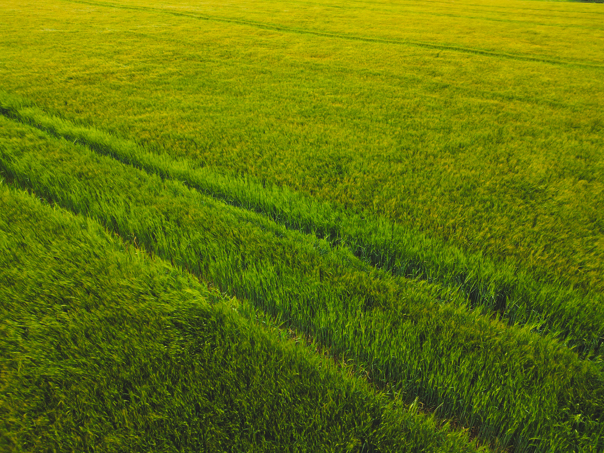 Summer crop, North Yorkshire