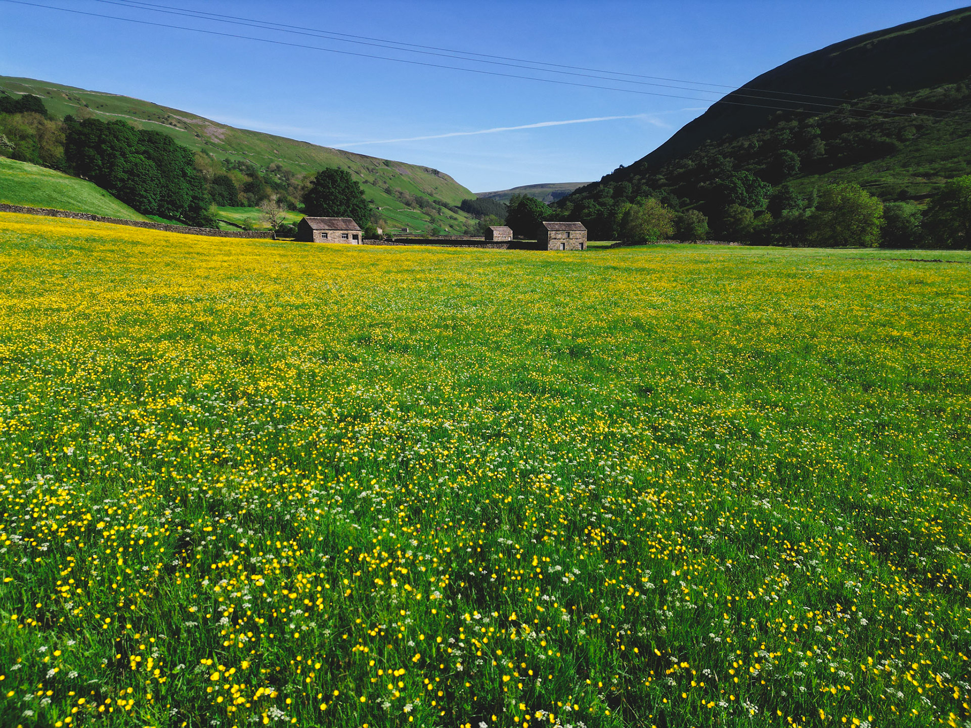 Muker Meadows, North Yorkshire