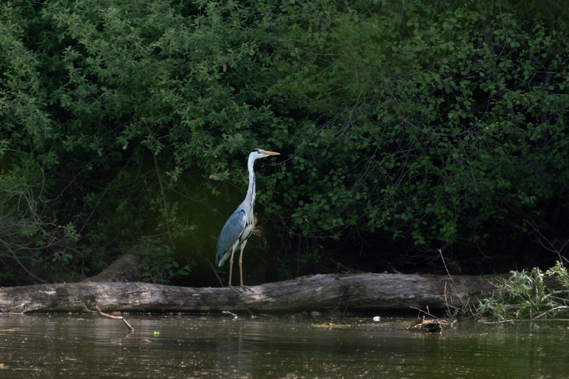 Héron au bord de l'eau dans le Doubs