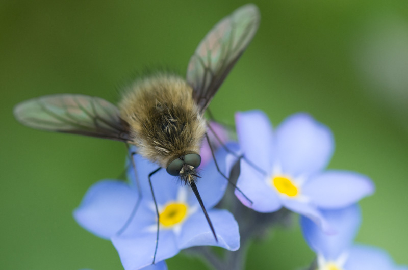 Macrophotographie d'un Bombyle