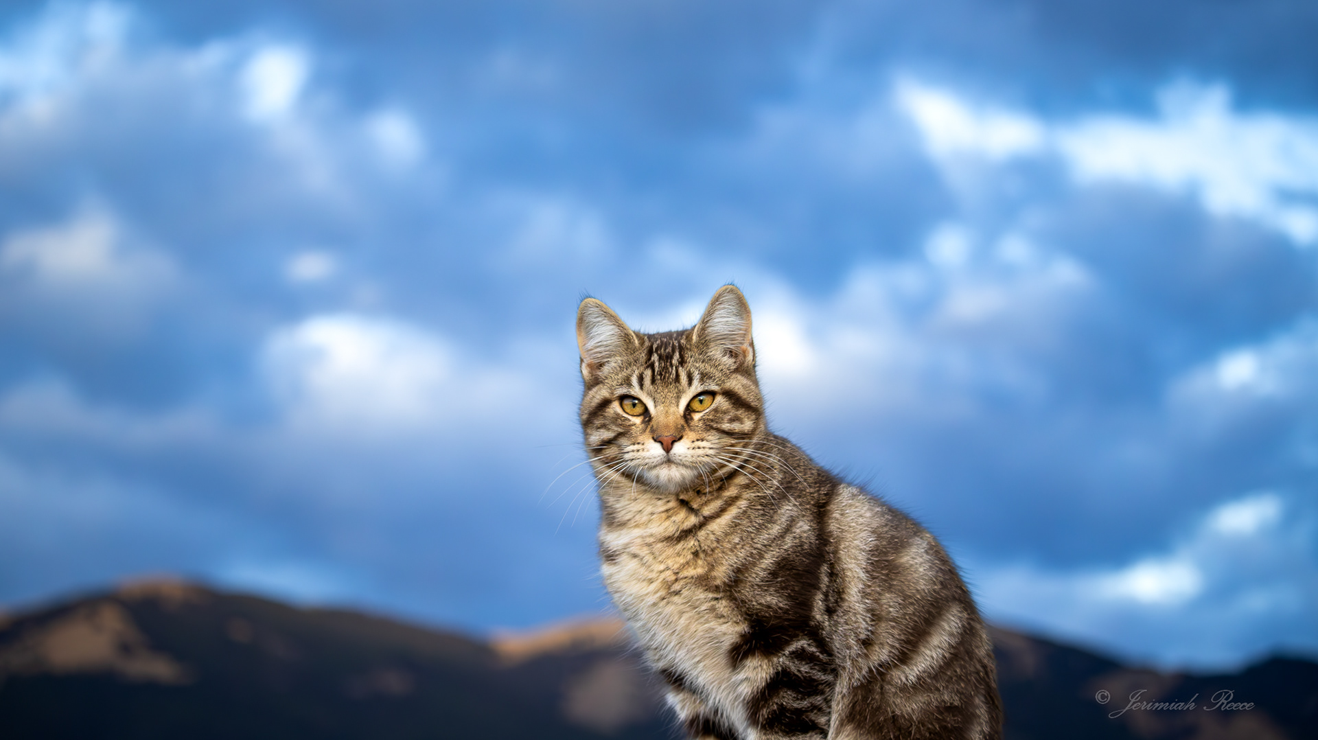 Feral Barn Cat - Boulder, MT