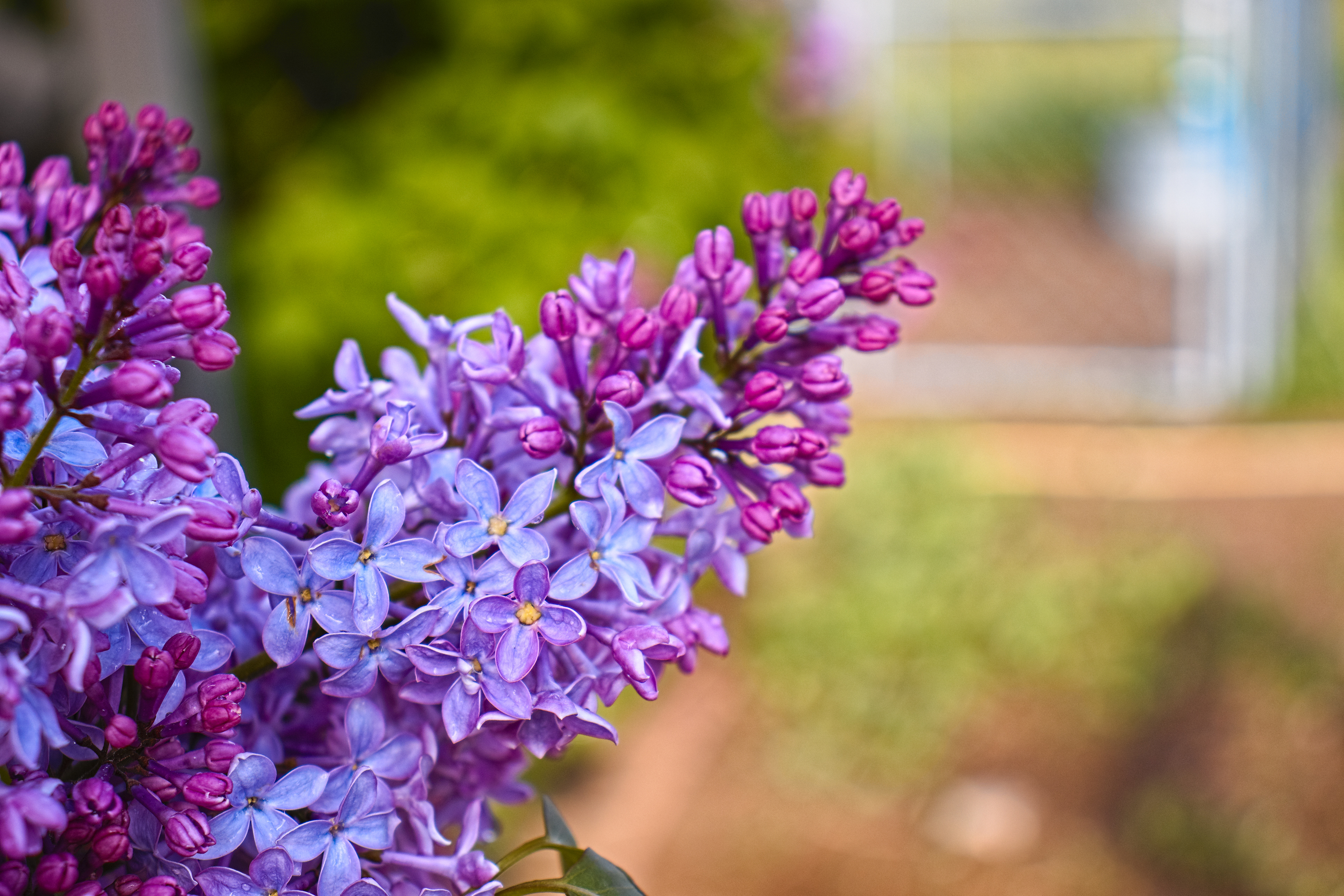 Lilacs - Boulder, MT