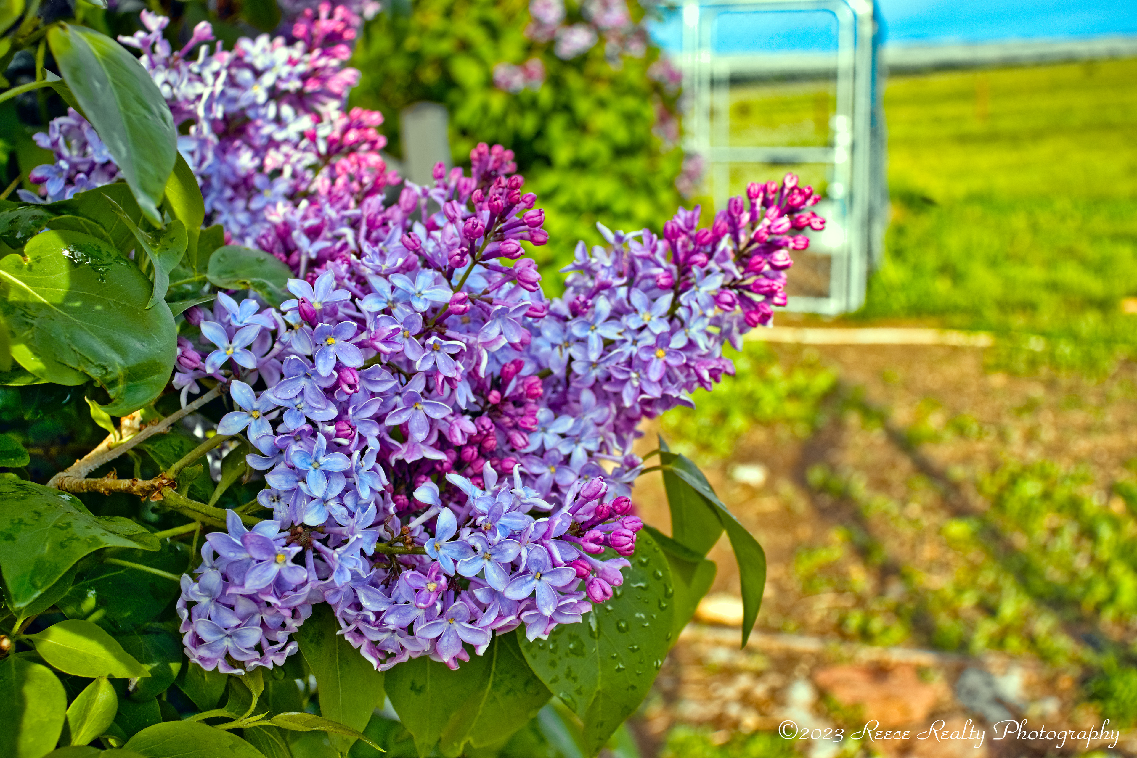 Lilacs - Boulder, MT